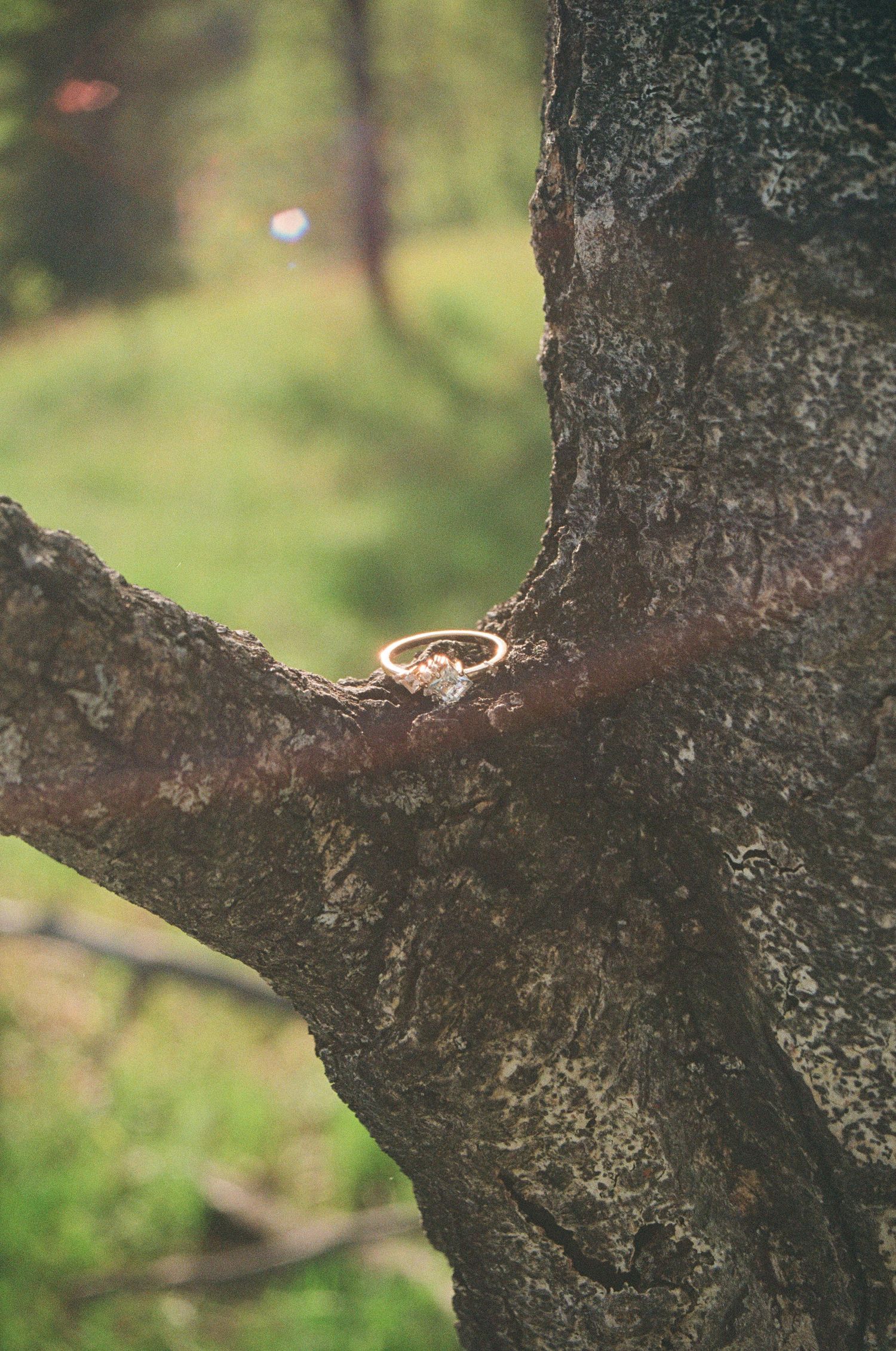 Close-up view of textured tree bark with soft bokeh background in natural lighting.