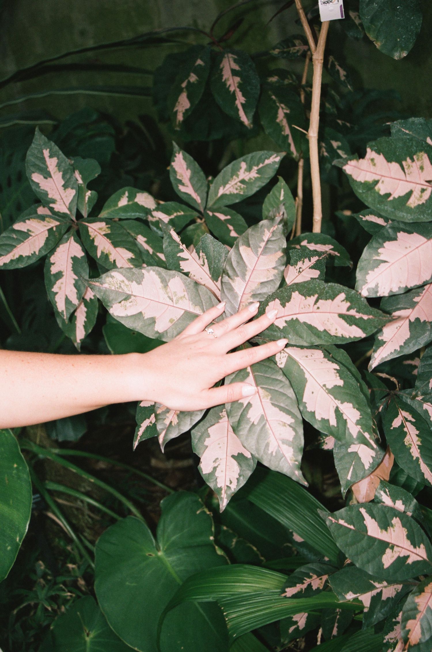 A hand gently touching tropical variegated green and pink leaves in a lush garden setting.