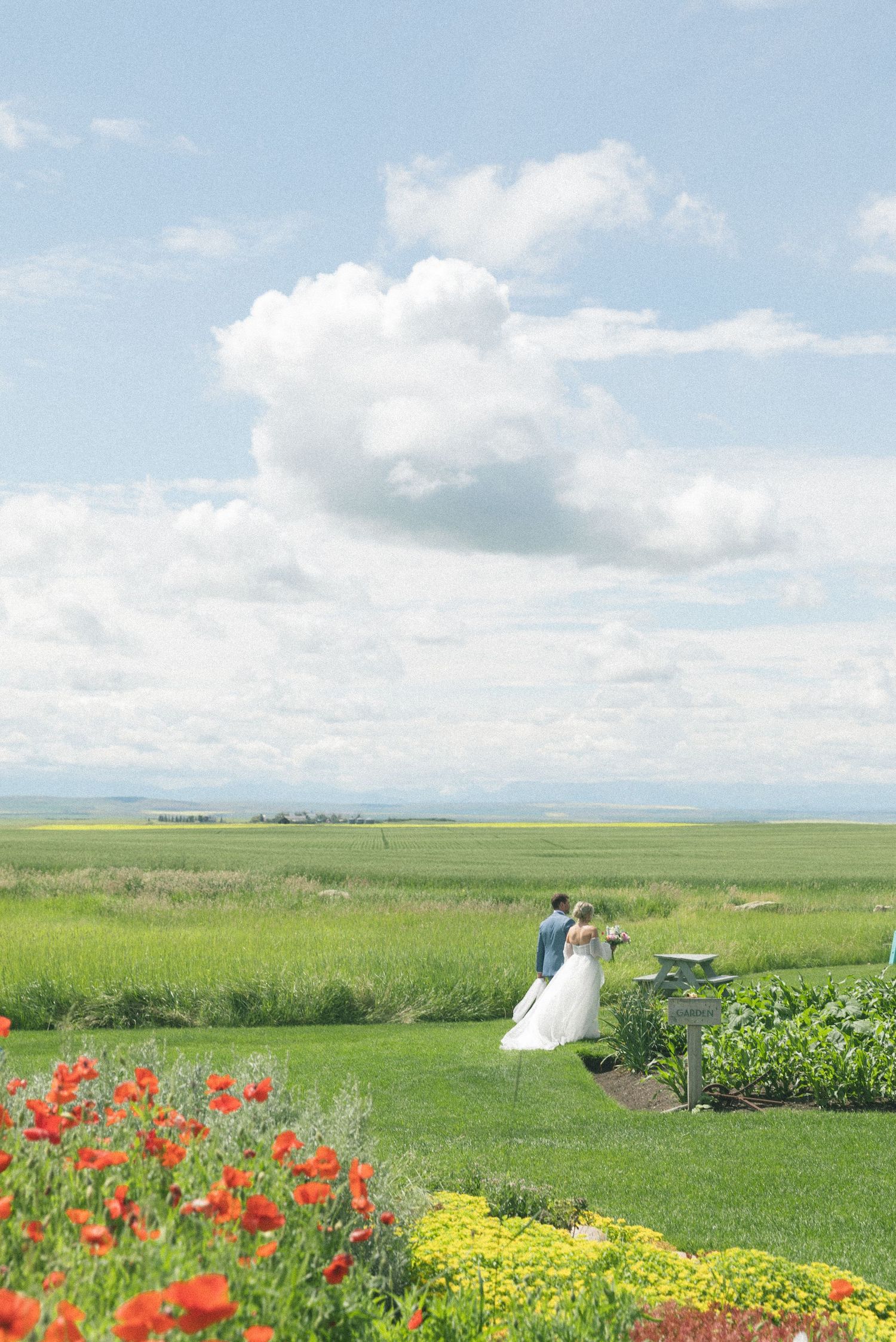 Beautiful wedding landscape with red poppies and yellow wildflowers in a vast green field.