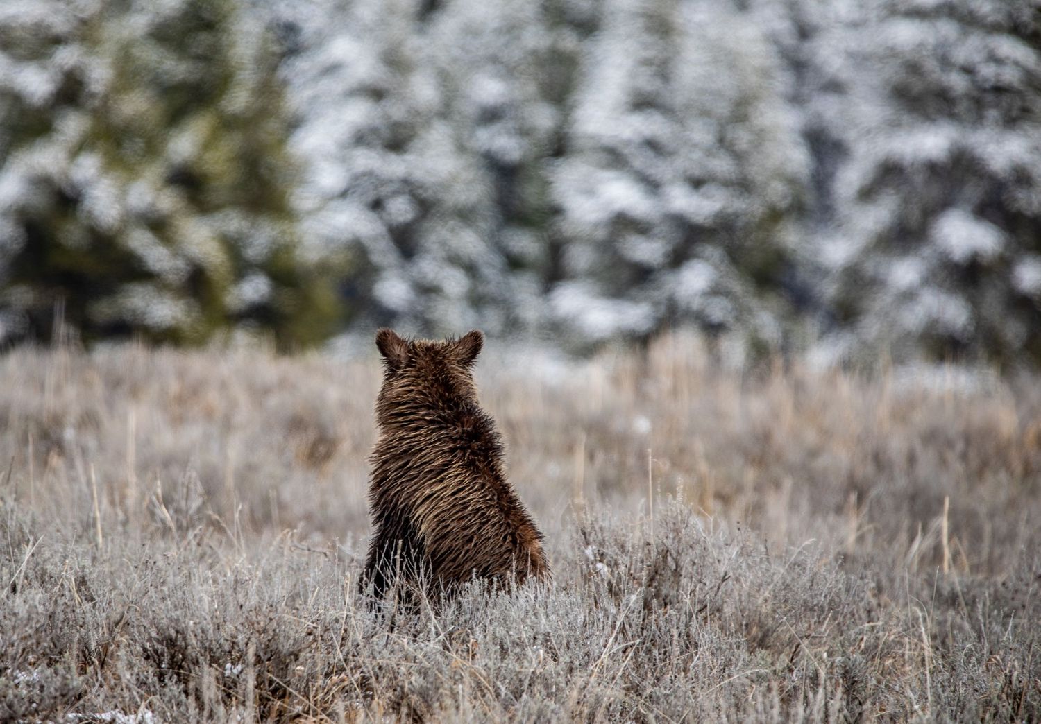A brown grizzly bear sits upright in frosty grassland with snowy evergreen forest in the background.