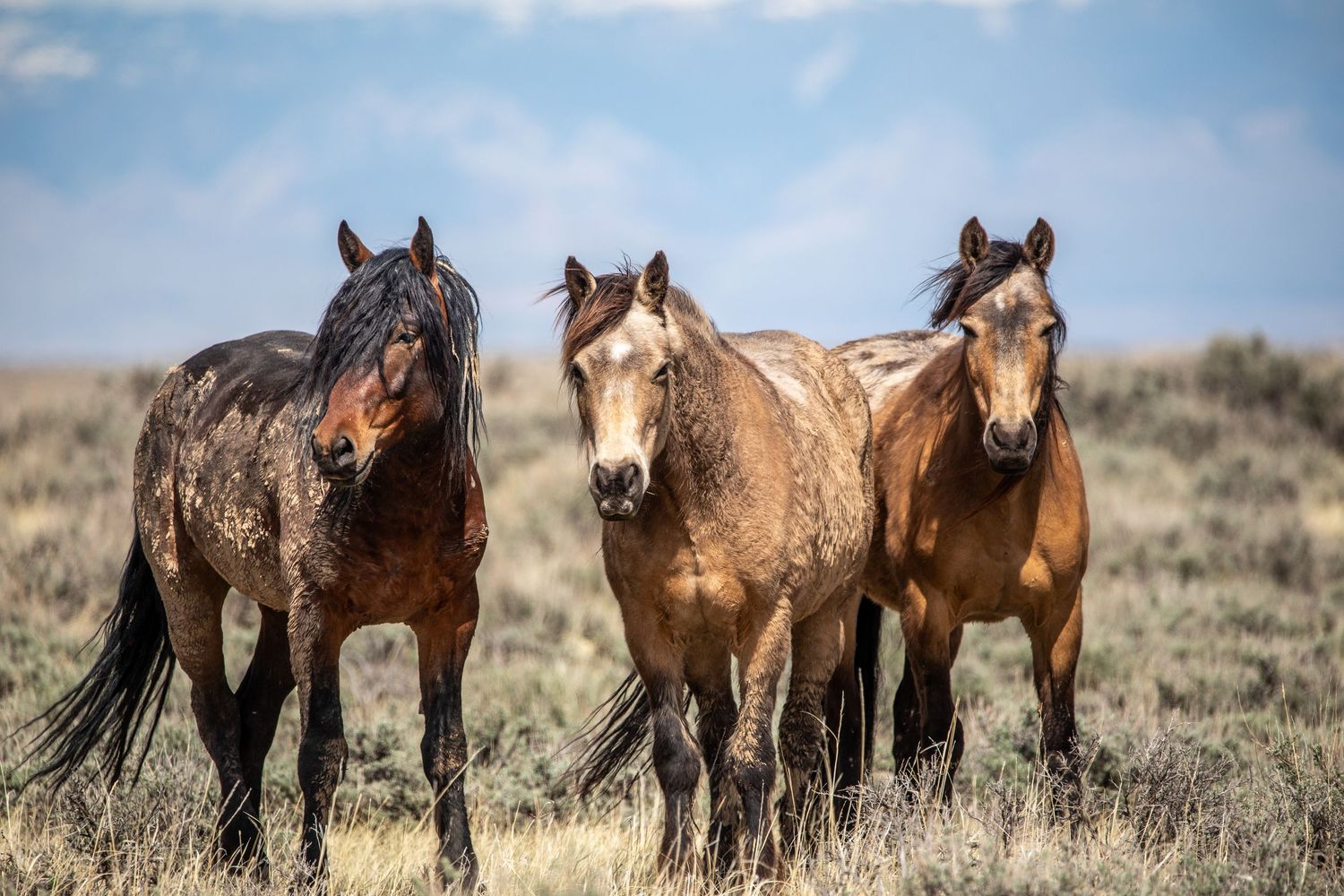 Three wild horses with varied coat colors stand together in rugged western terrain.