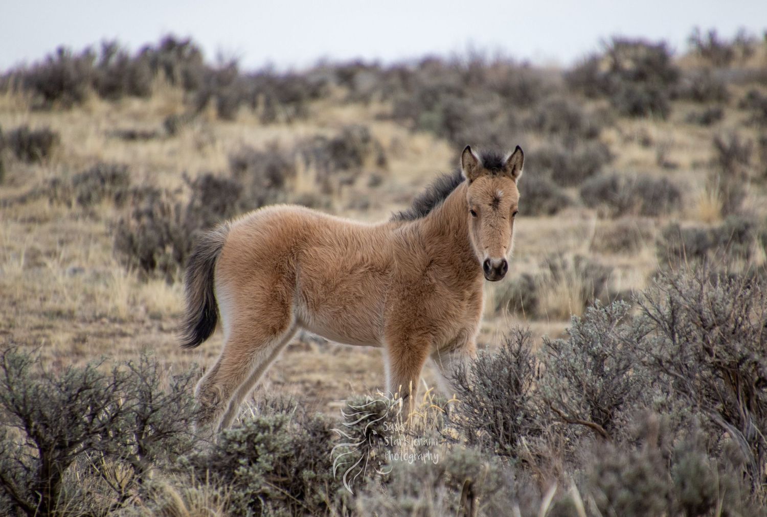 Young wild foal with light brown coat stands in desert brush.