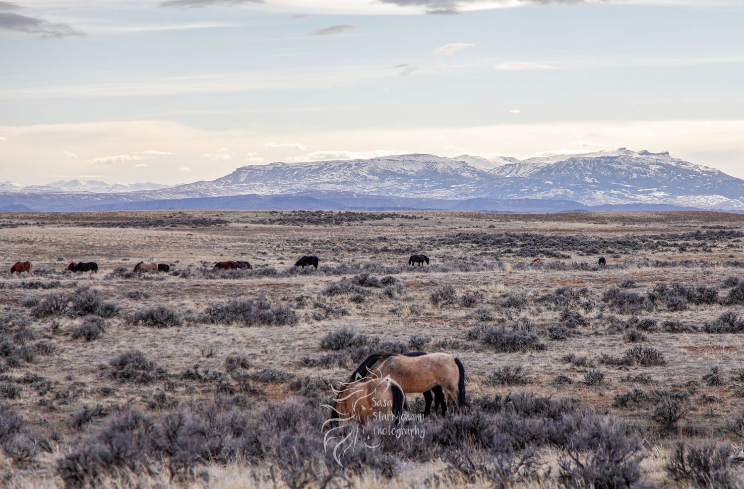 Wild horses graze on desert plains with snow-capped mountains in the background.