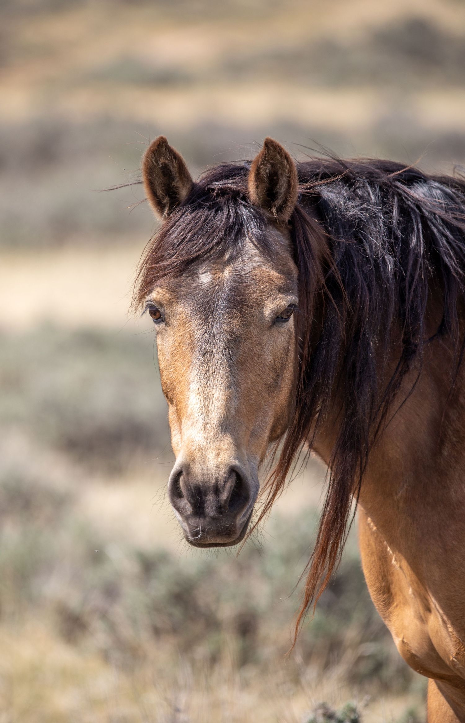 Portrait of a wild horse with flowing black mane in natural desert setting.