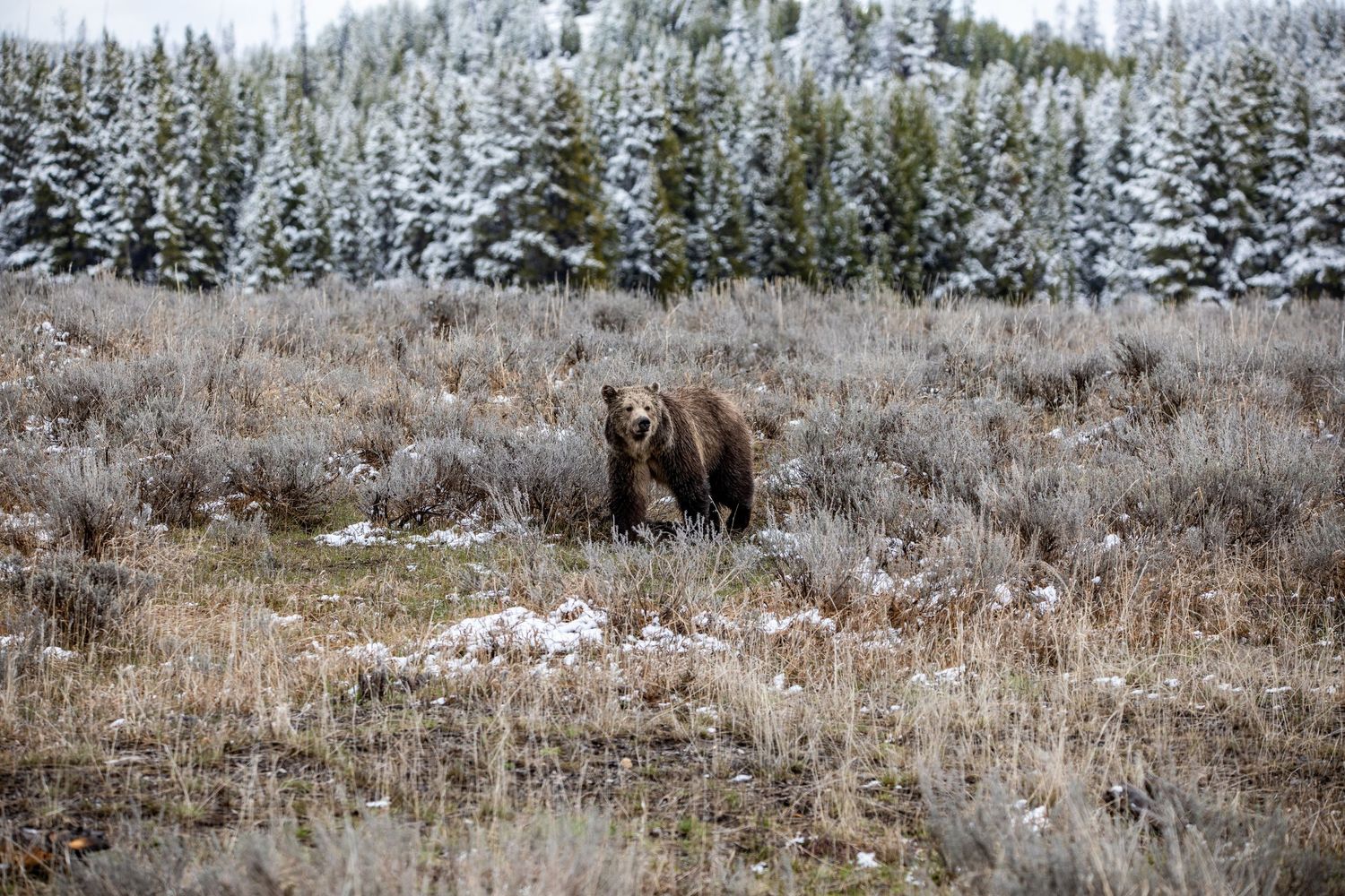 A large grizzly bear forages in a snowy field with evergreen trees visible in the background near Jackson Hole.