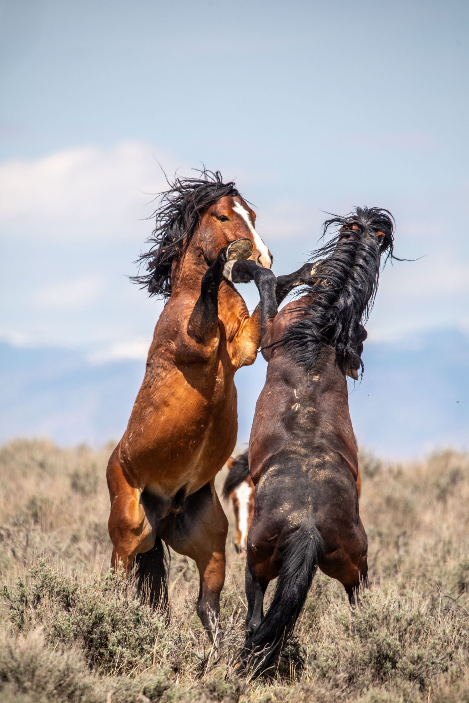 Two wild stallions engage in dramatic combat, rearing up against blue sky.