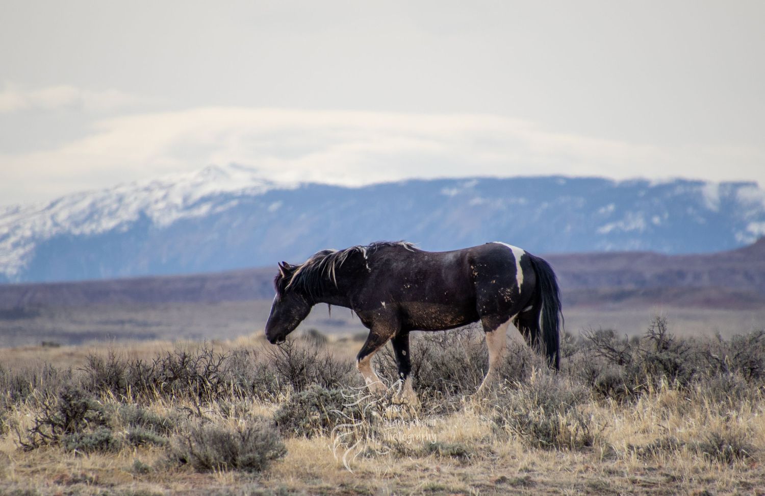Wild horse grazes in front of snow-capped mountains in rugged desert landscape.