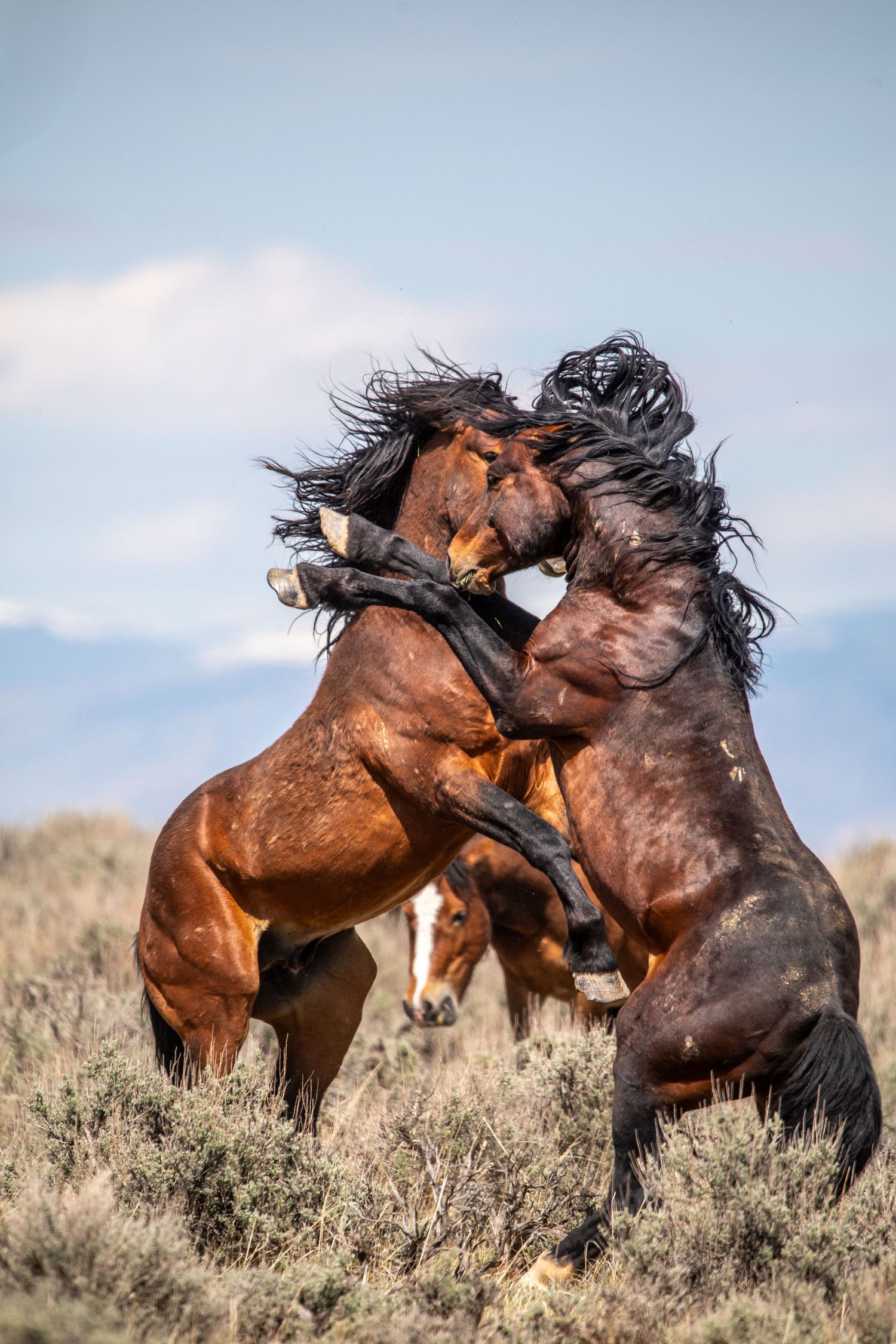 Two wild horses rear up on hind legs in an intense fight among desert brush.