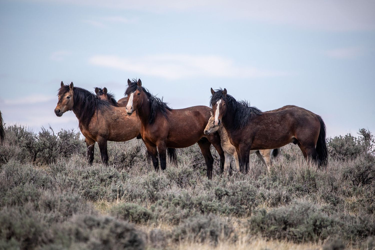 Wild horses stand together on sagebrush covered hills in the golden light.
