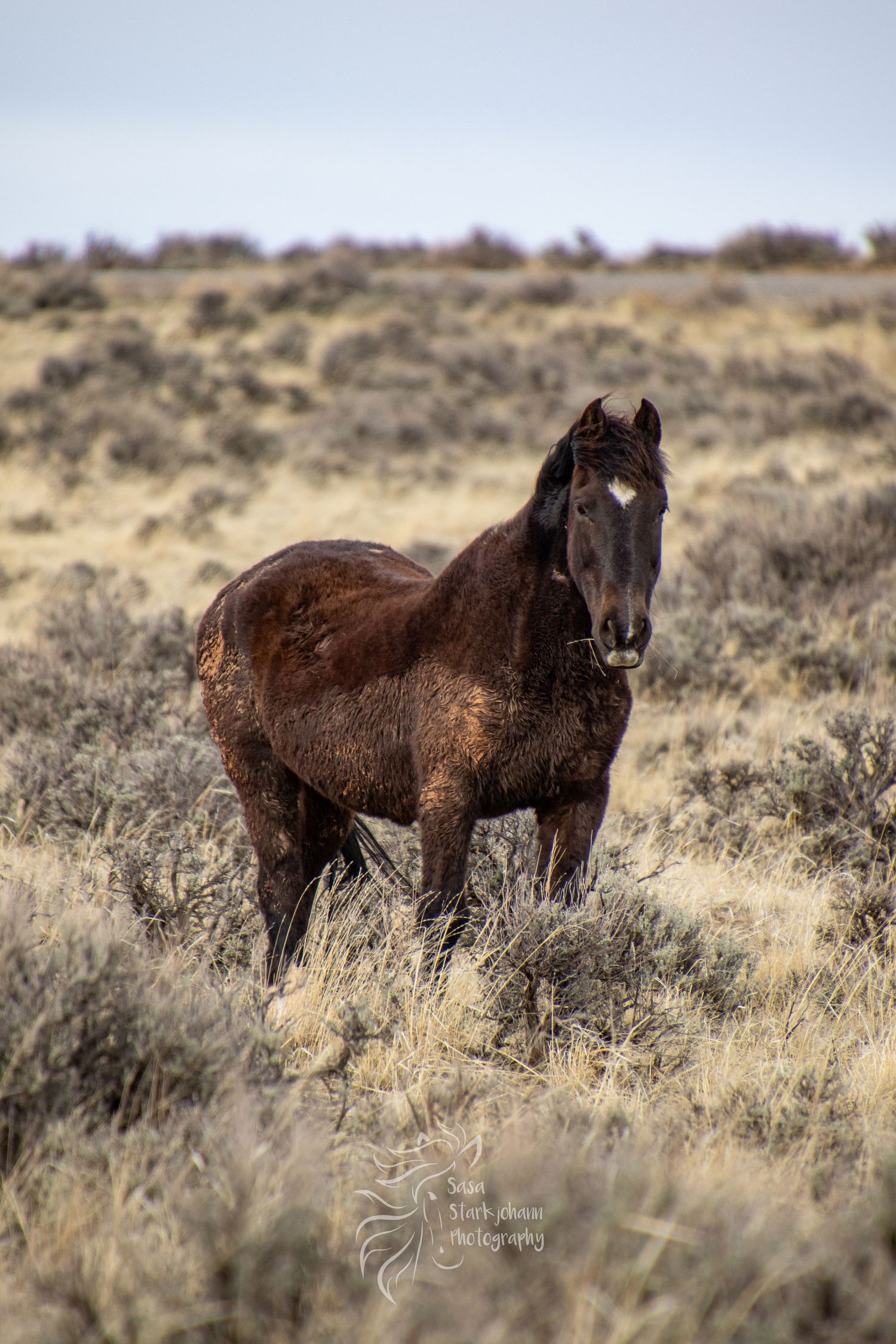 Wild brown horse stands alert in desert scrubland during winter.