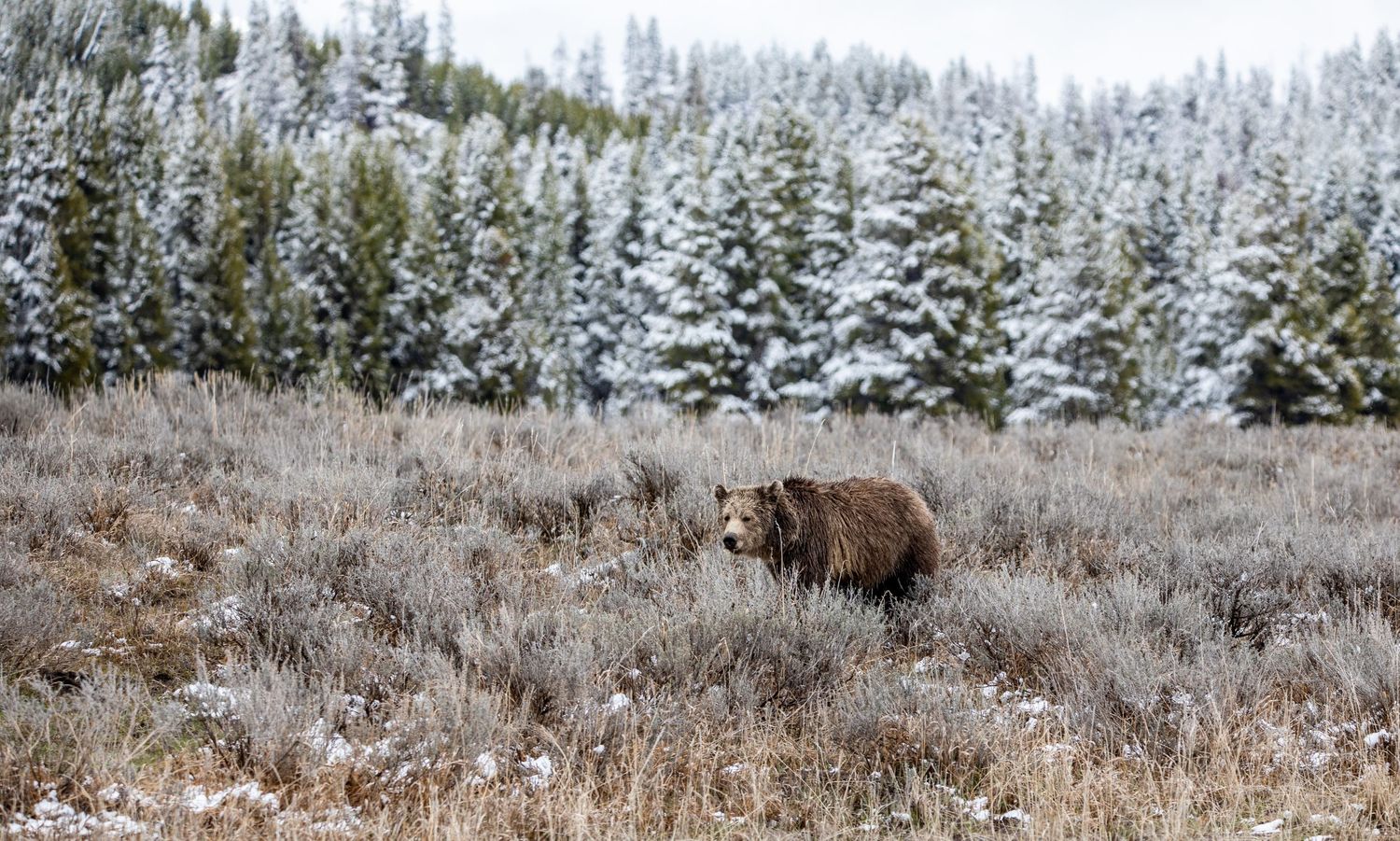A lone bison grazes in a snowy winter landscape with frosted evergreen trees in the background.