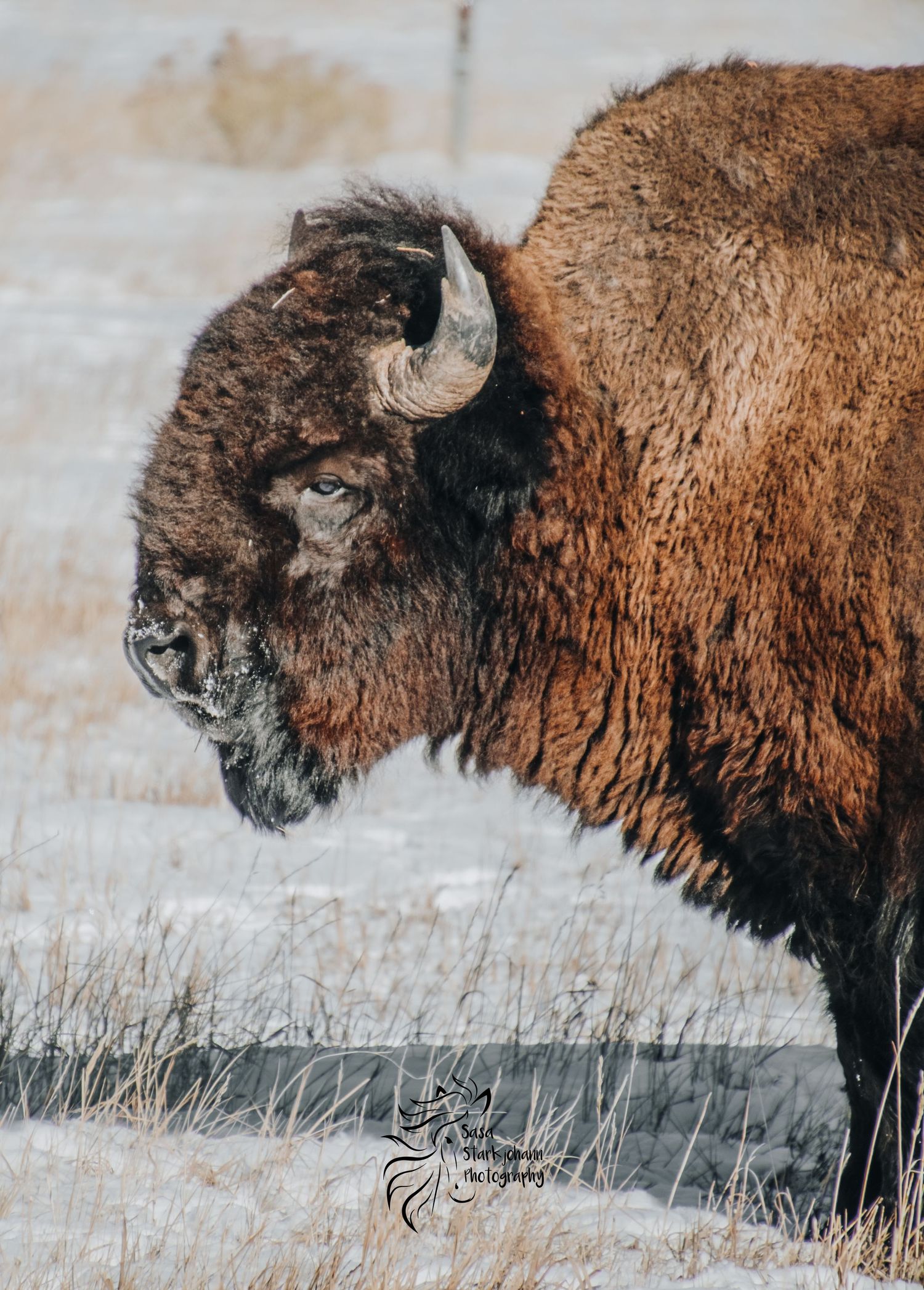 Side profile of an American bison with thick winter coat against misty prairie background.