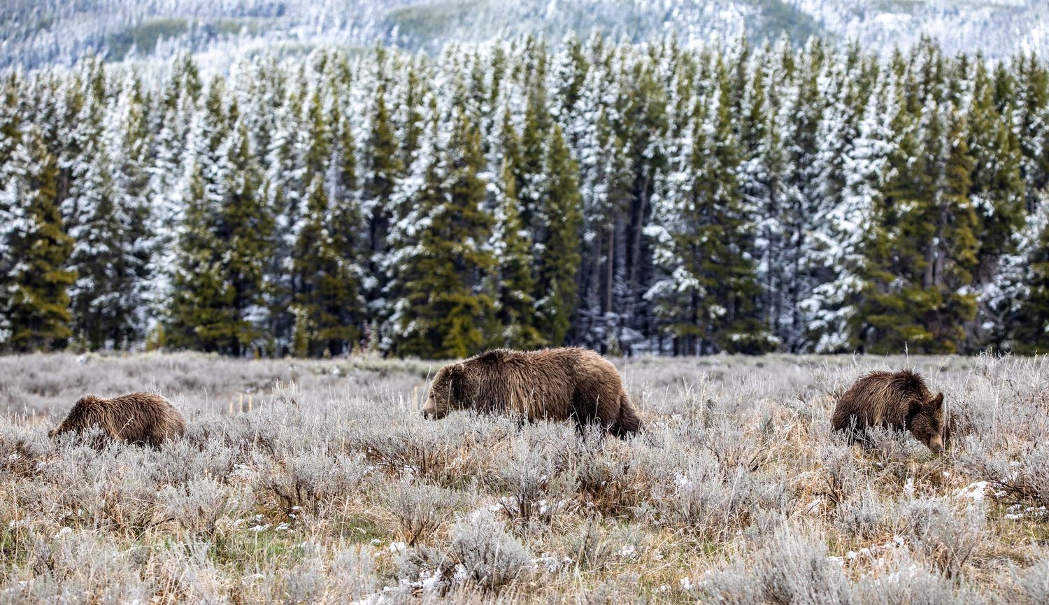 Three brown grizzly bears graze in a frosty meadow with snow-covered evergreen forest in the background.