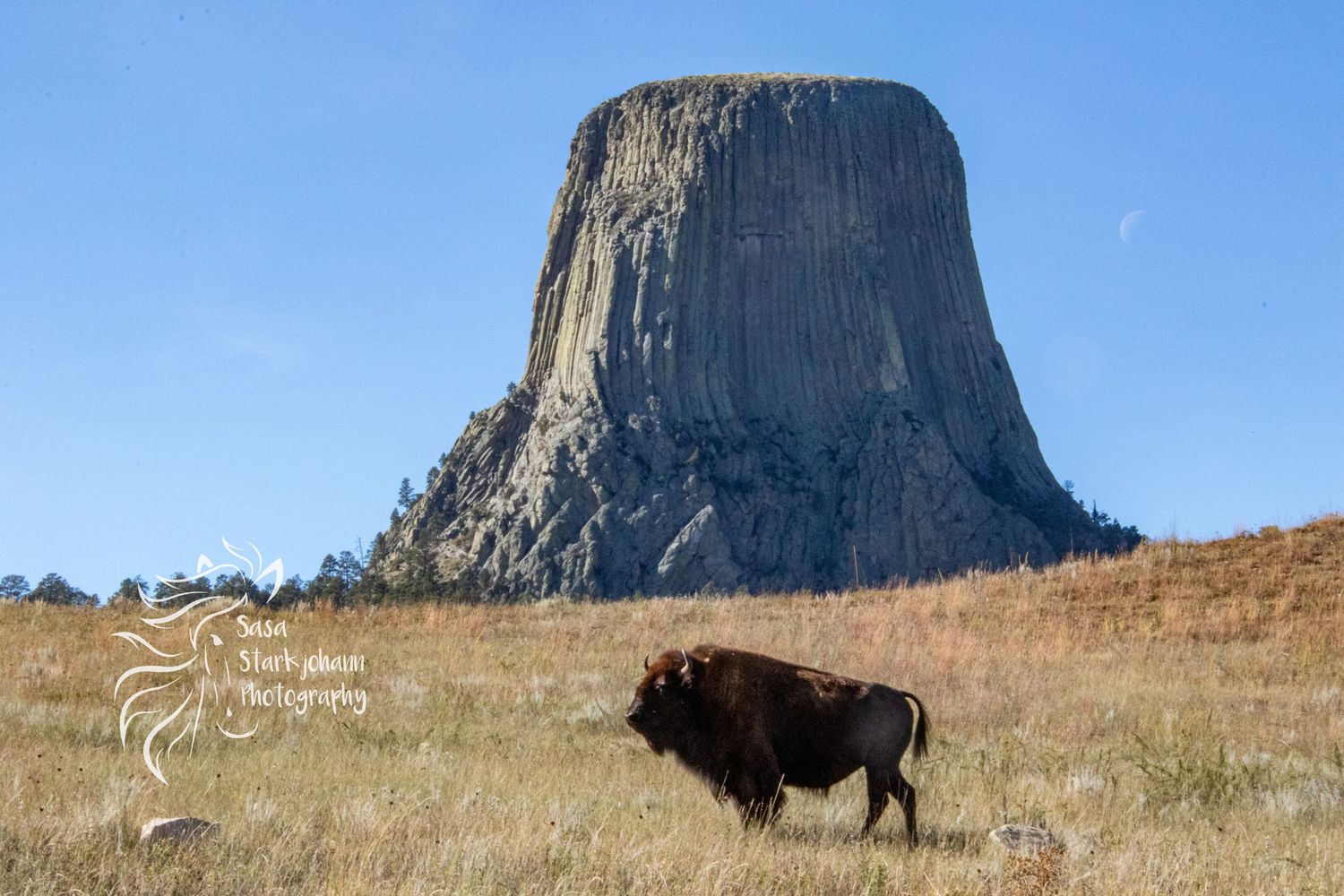 American bison stands before Devils Tower rock formation in Wyoming landscape.