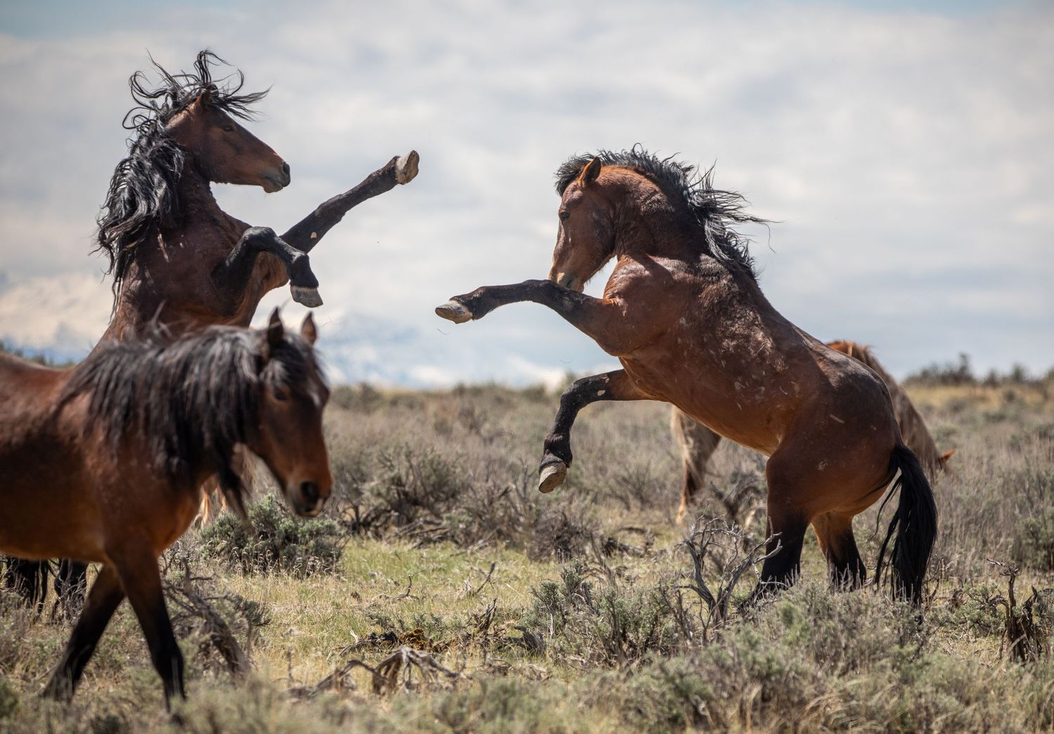 Wild horses display dominance behavior with dramatic rearing and kicking.