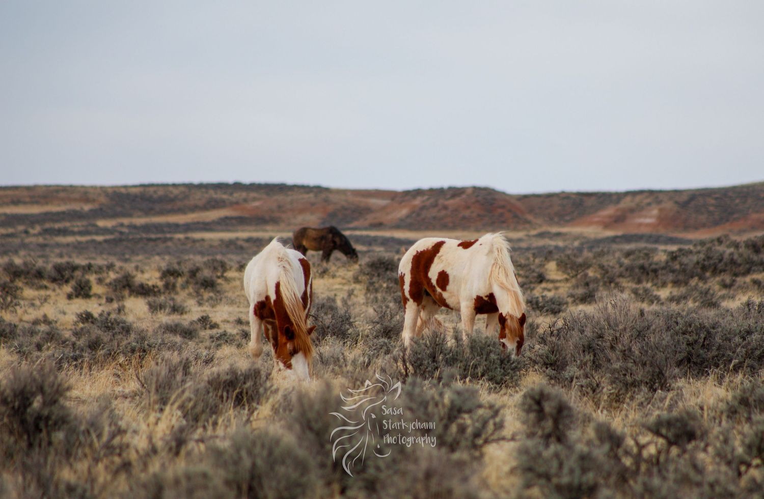 Two wild horses graze in a sparse desert landscape with brown scrubland.