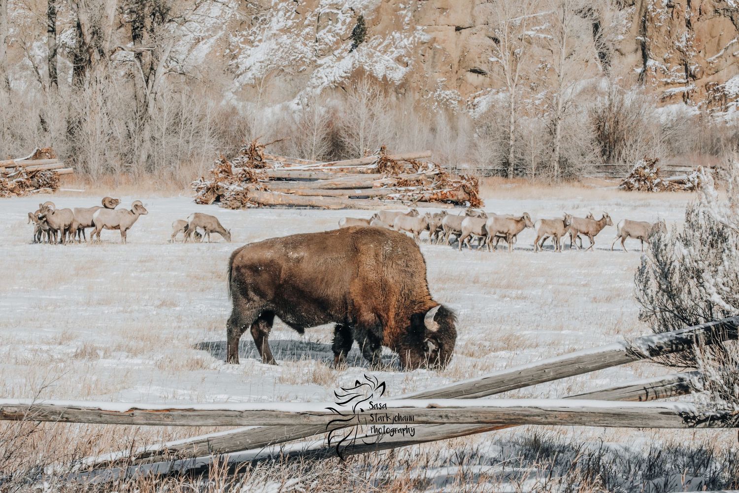 Buffalo grazes in snowy winter landscape with elk herd visible in background.