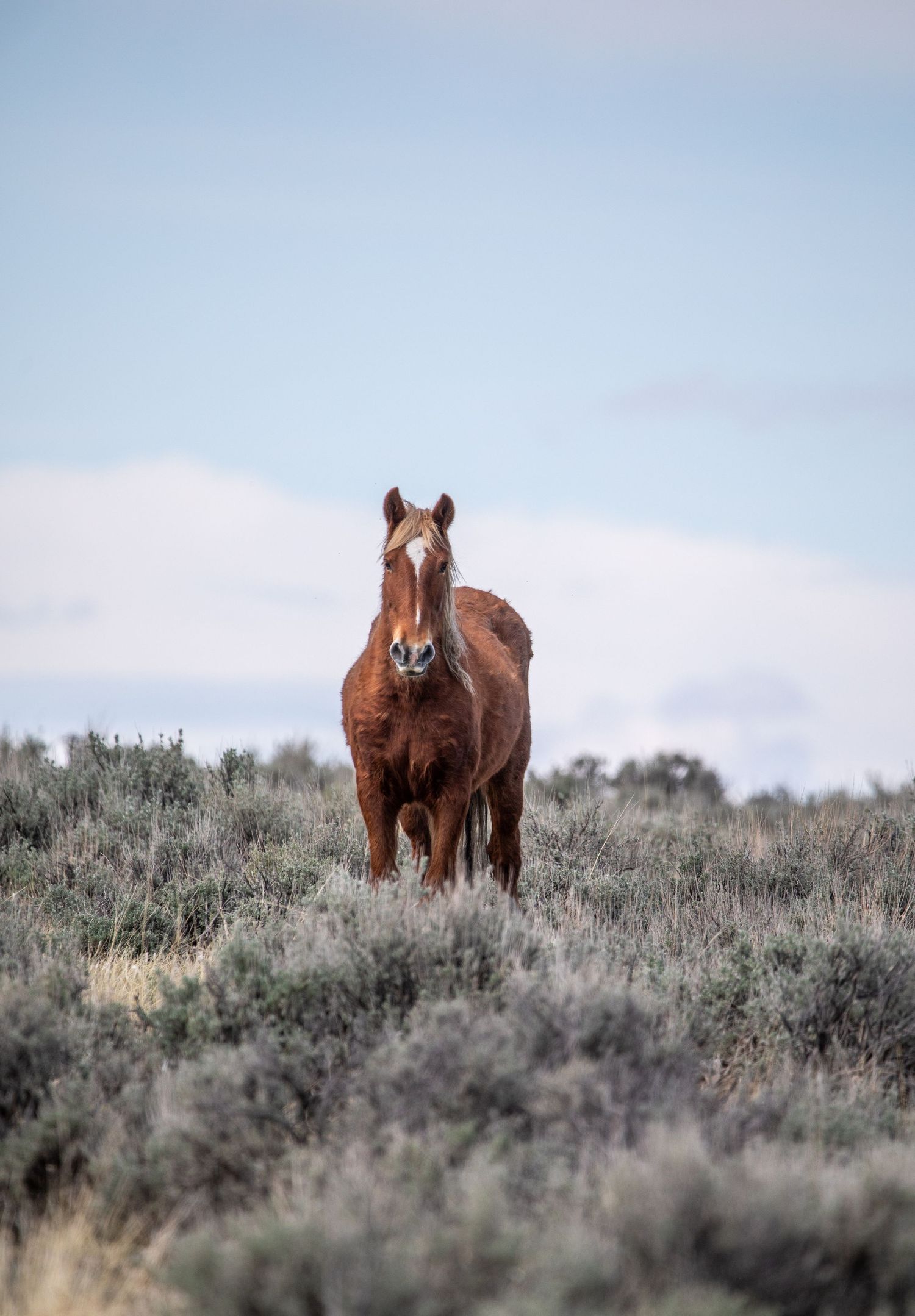 Brown horse standing among sagebrush with cloudy sky behind.