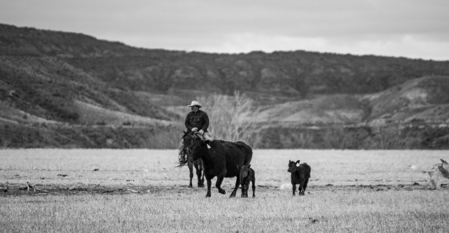 A figure on horseback herding cattle across rural rangeland in black and white.