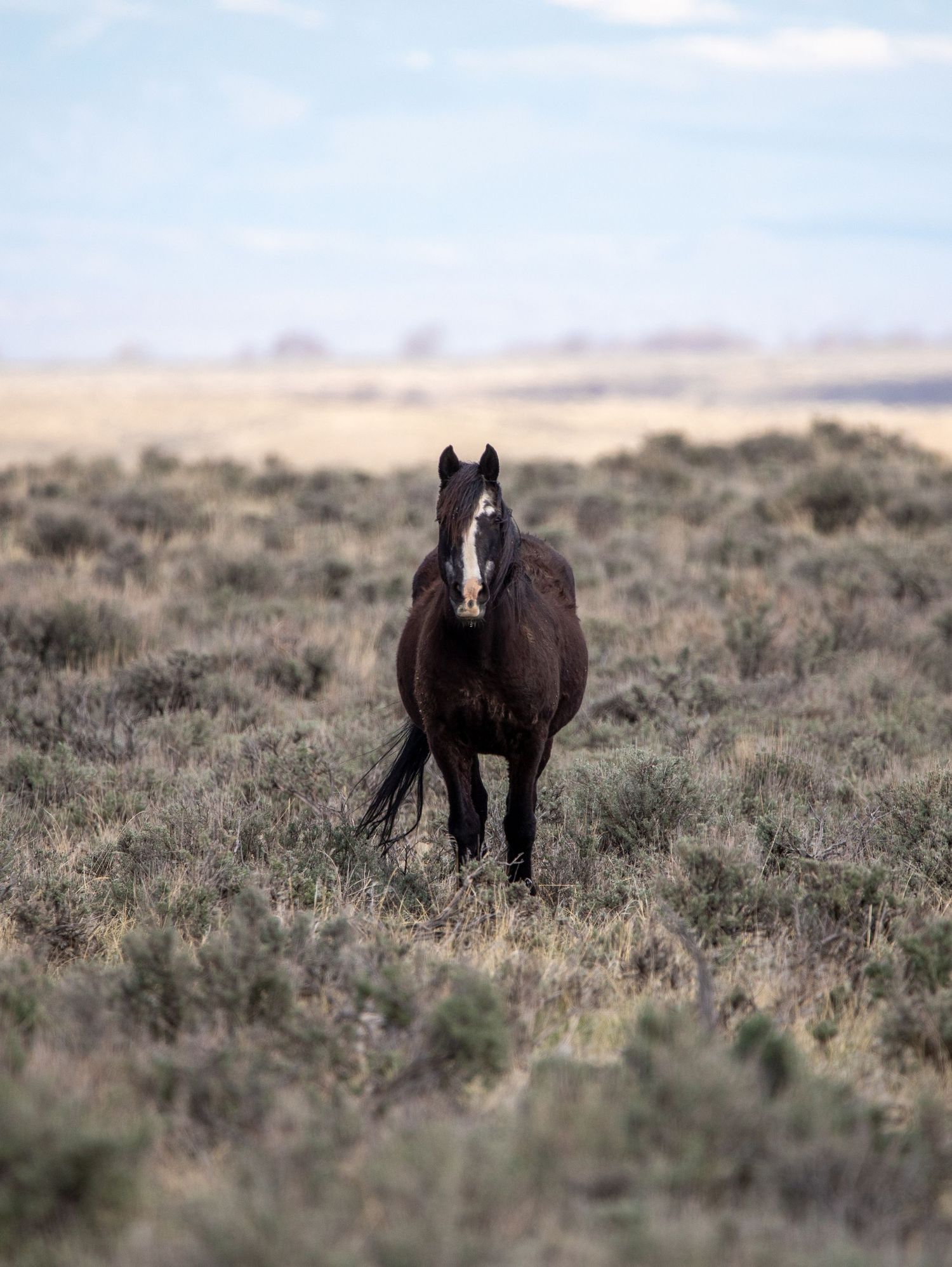 A lone dark horse with white markings stands alert in a desert landscape.