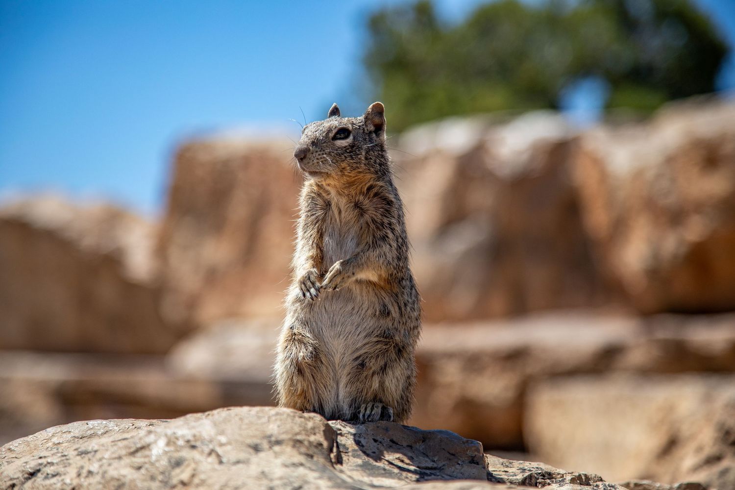 Ground squirrel stands alert on rocky outcrop against blue sky on sunny day.