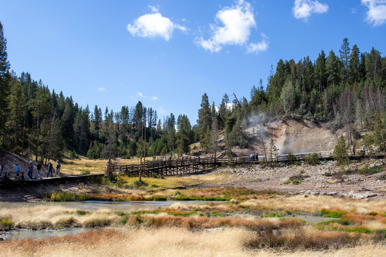 Geothermal landscape with steam vents and pine forests in Yellowstone National Park.