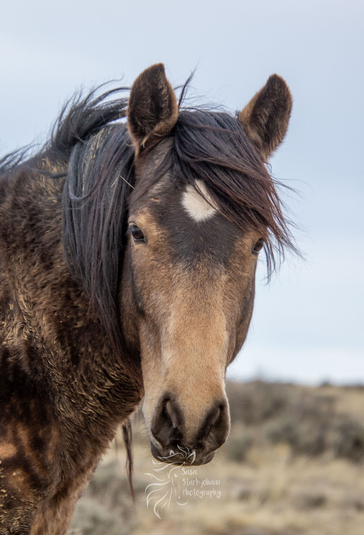 Close-up portrait of wild horse with white blaze and dark mane against cloudy sky.