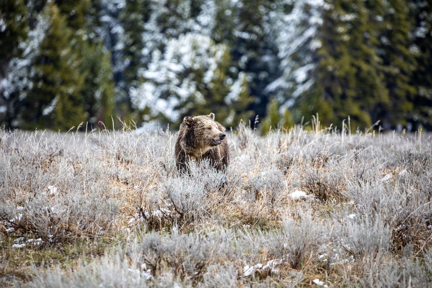 A grizzly bear emerges from frosty grass on a hillside with evergreen forest in the background.