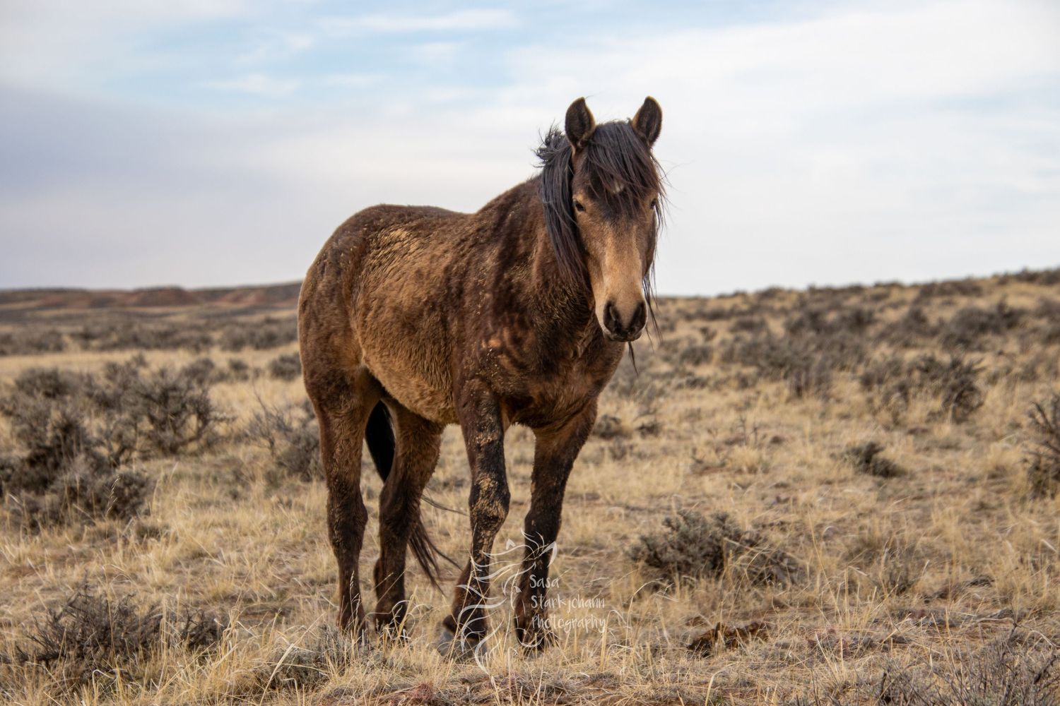 Wild brown horse stands alone in desert landscape against cloudy sky.