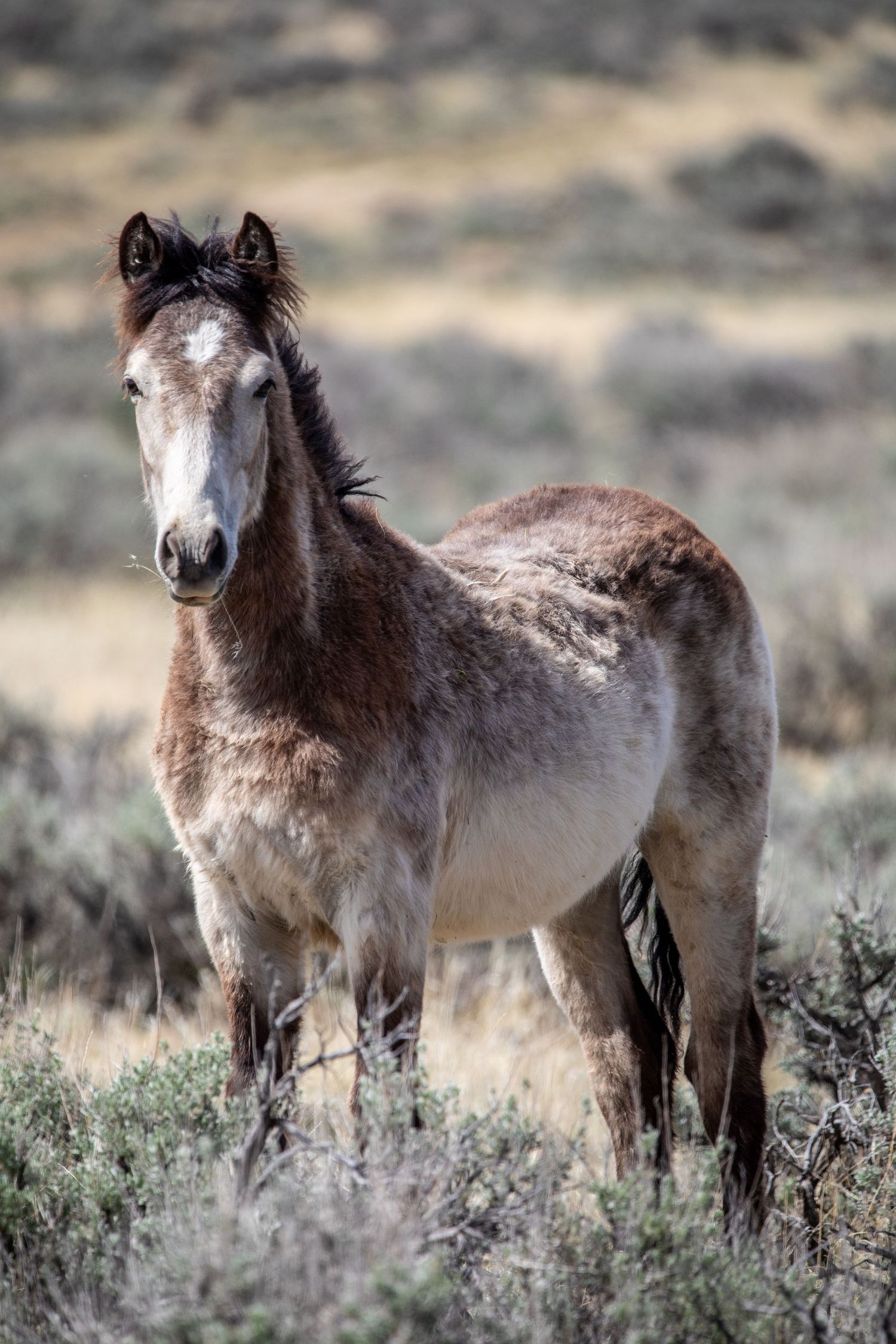 A roan colored wild horse stands alert in desert scrubland.
