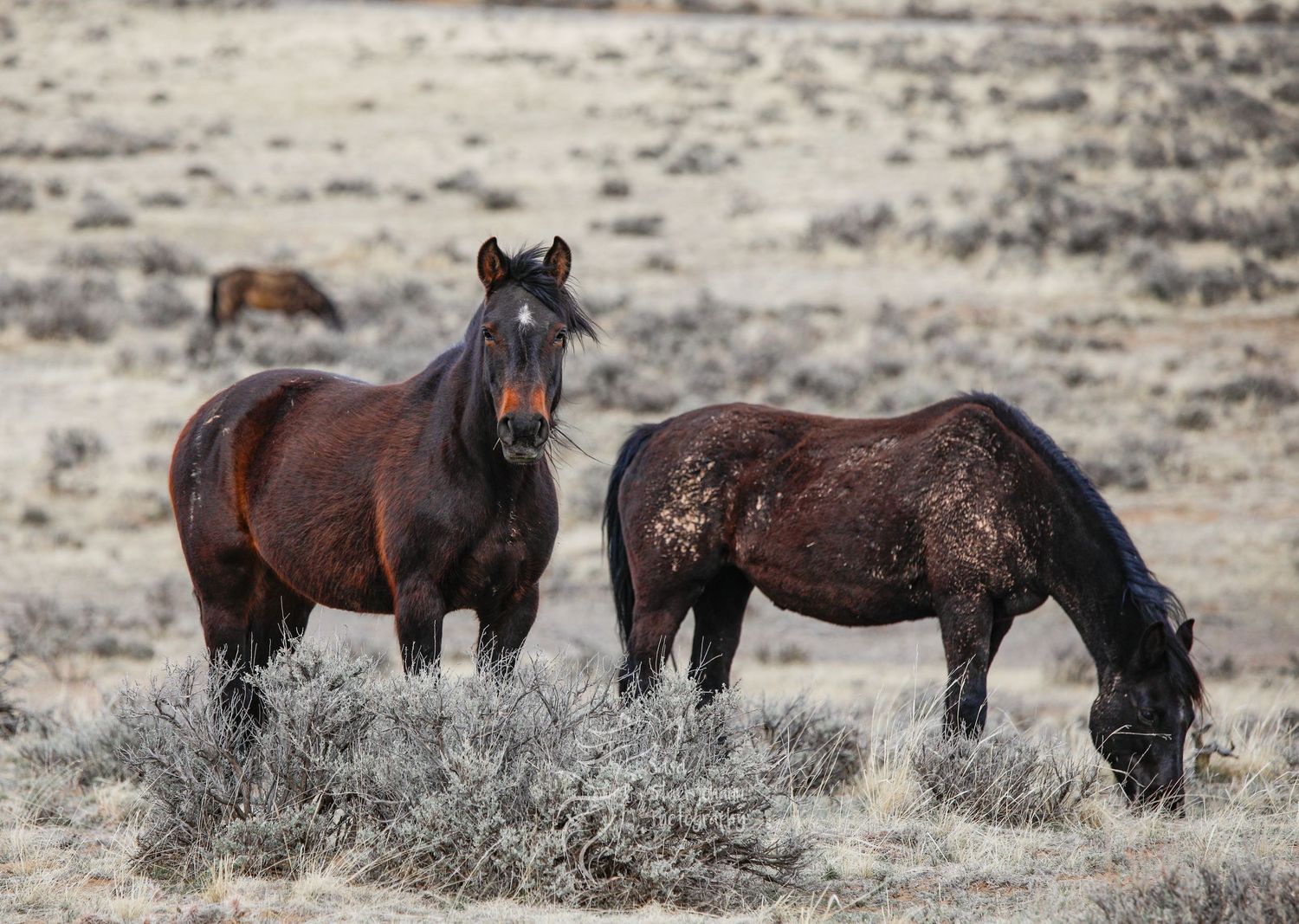 Two wild horses grazing together in a desert landscape with sparse vegetation.