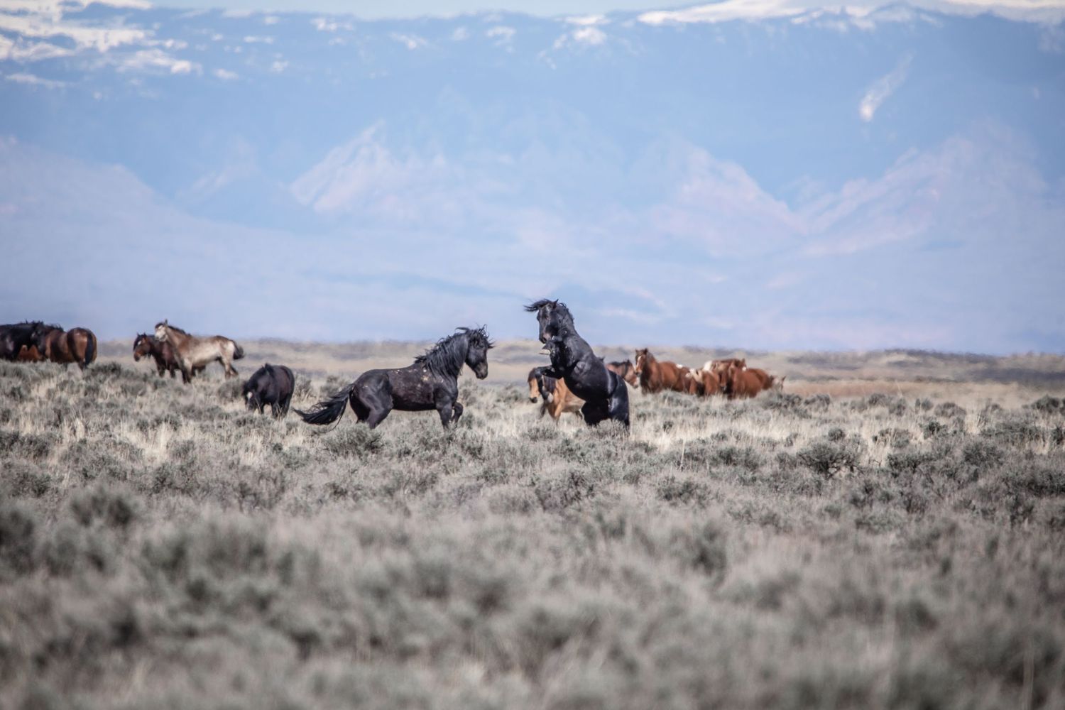 Herd of wild horses