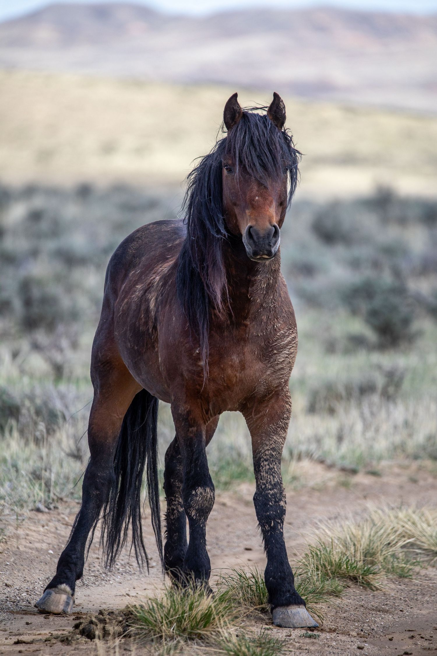 A majestic wild horse with flowing mane stands on a dusty trail against mountain backdrop.
