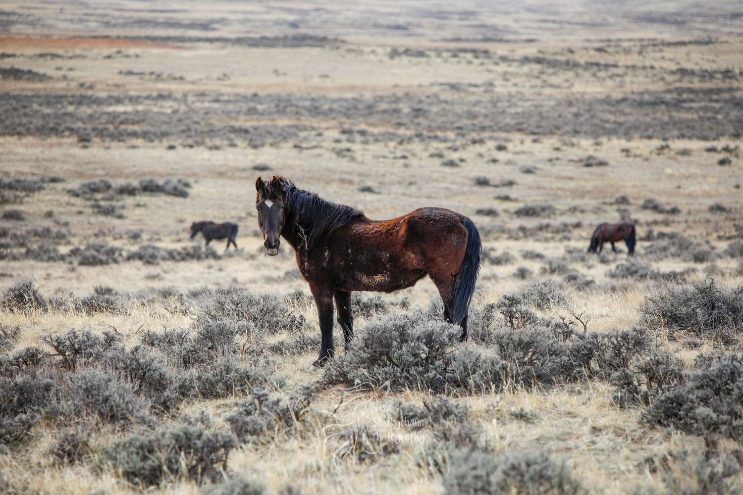 Wild horses roam freely across a rugged desert landscape with sagebrush.
