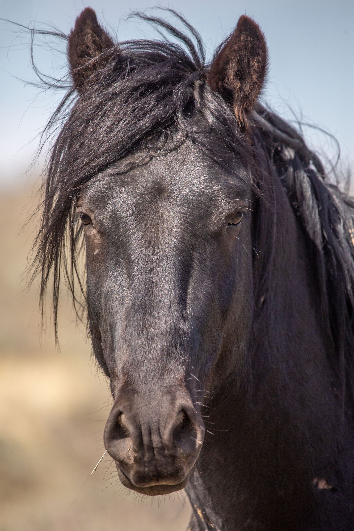 Close up portrait of a dark wild horse with windswept mane against blurred background.