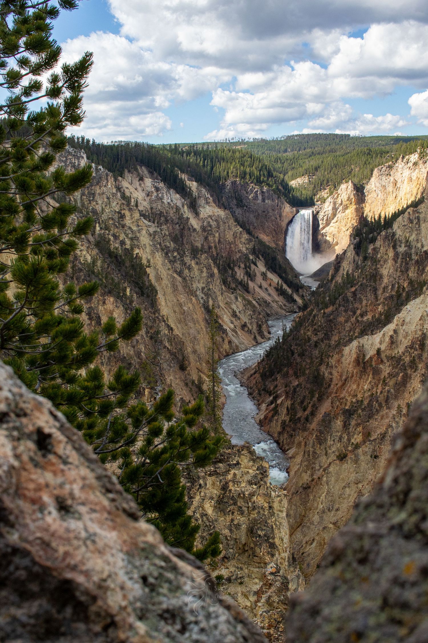Lower Falls of Yellowstone framed by pine trees and steep canyon walls with winding river below.
