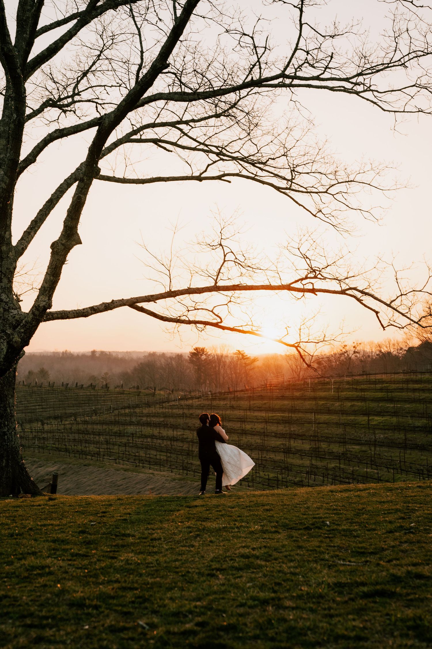 A romantic silhouette stands beneath bare tree branches in a vineyard at golden sunset.