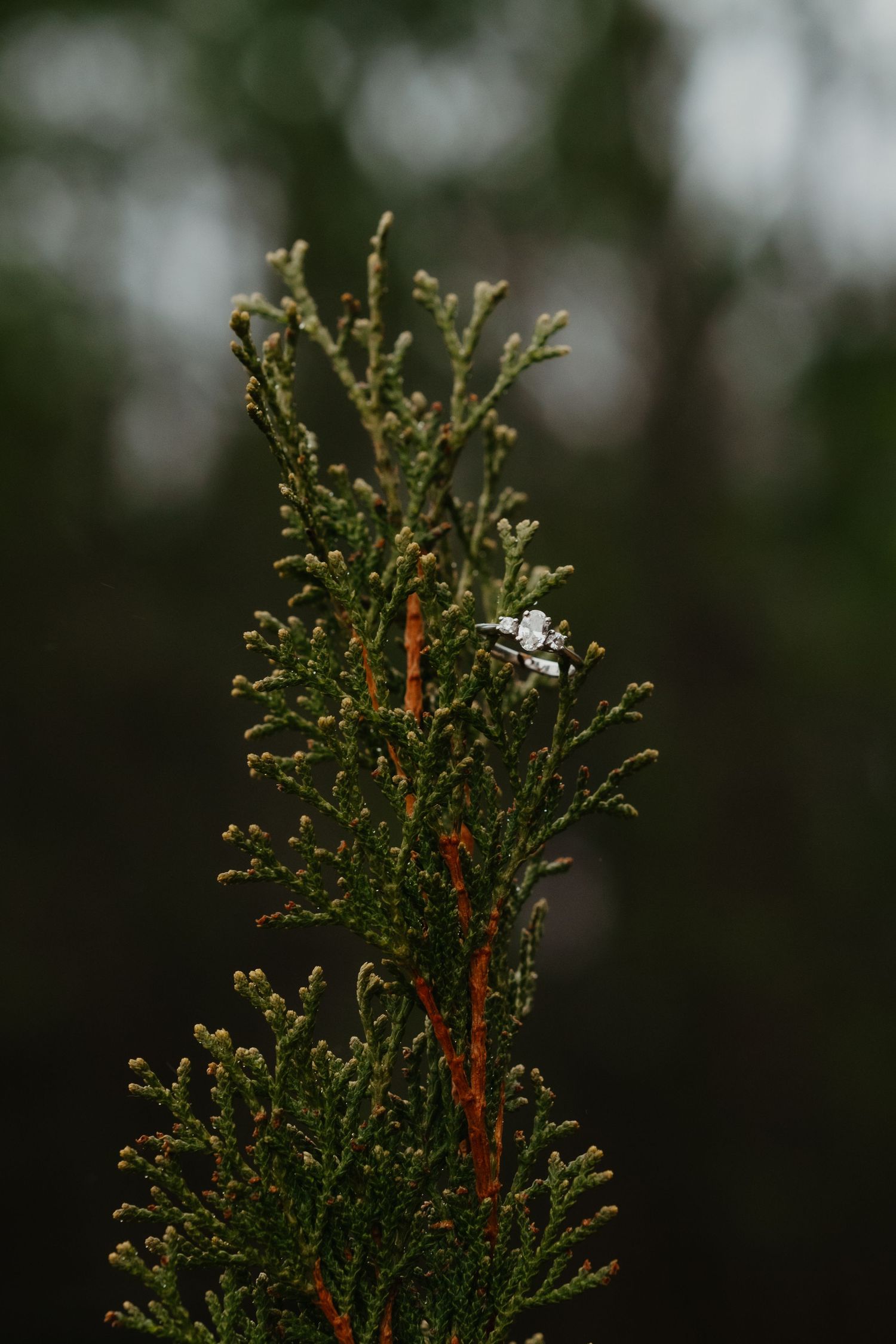 Close-up of an evergreen branch with small white flowers against a blurred dark background.