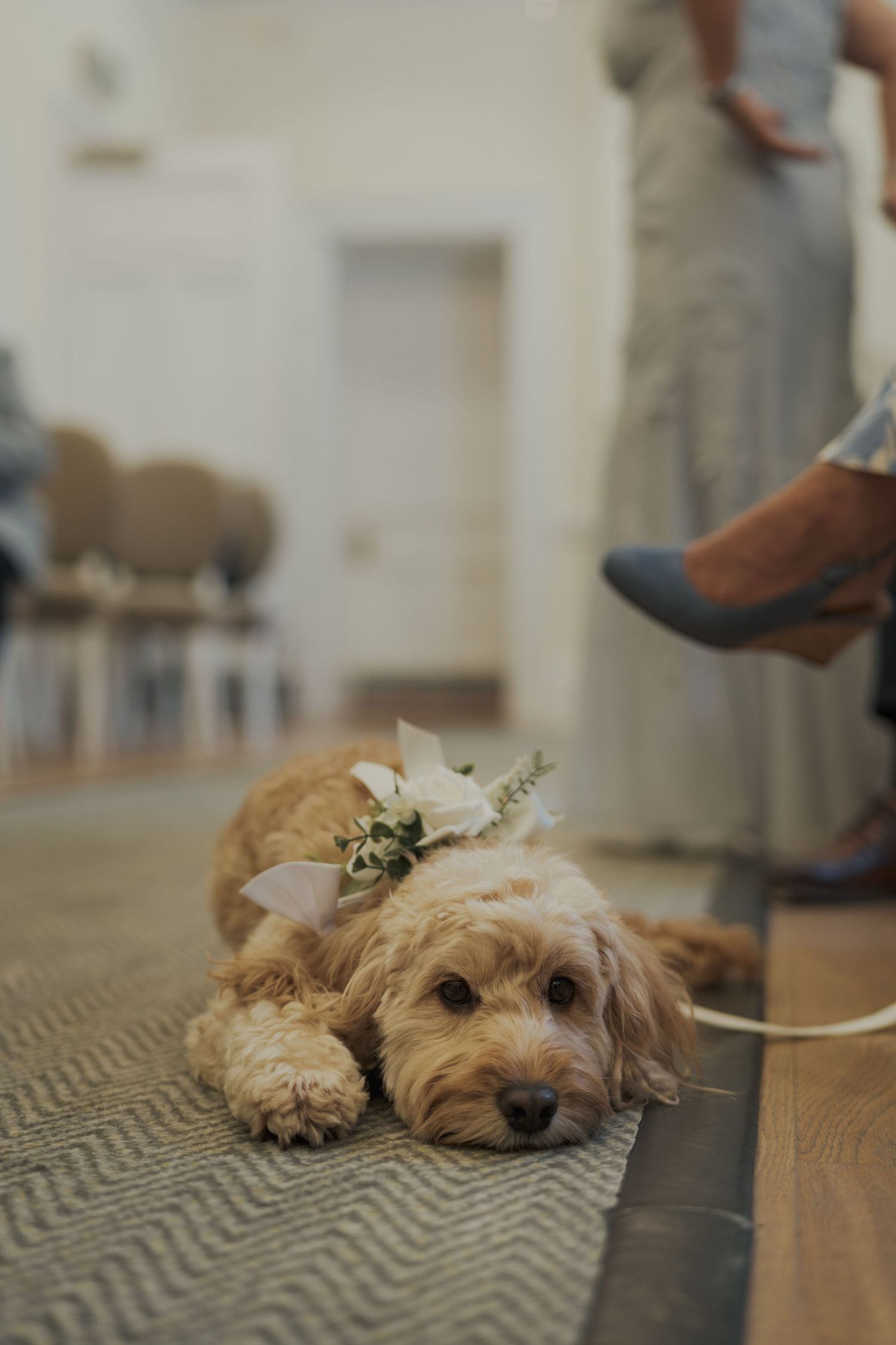 Small brown dog lying on a patterned rug with white flowers on its head in a soft, dreamy indoor setting.