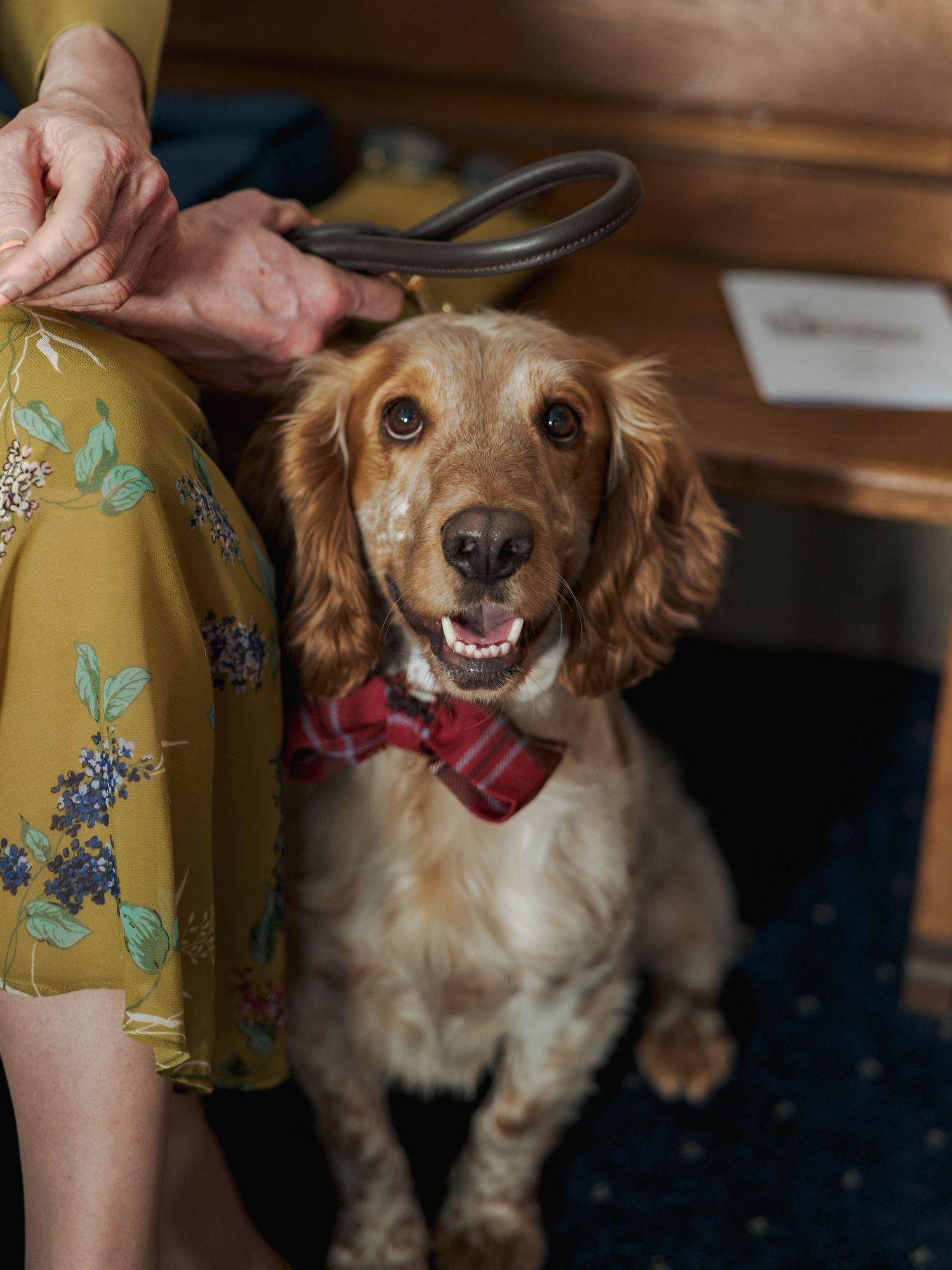 A cheerful golden Cocker Spaniel wearing a red plaid bow tie sits beside a person in a yellow floral dress indoors.