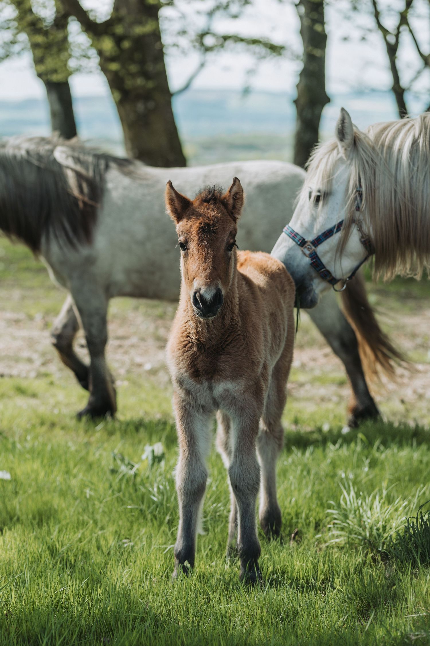 Adorable brown foal standing in green grass with adult horses grazing in background on a sunny day at Kinclune House