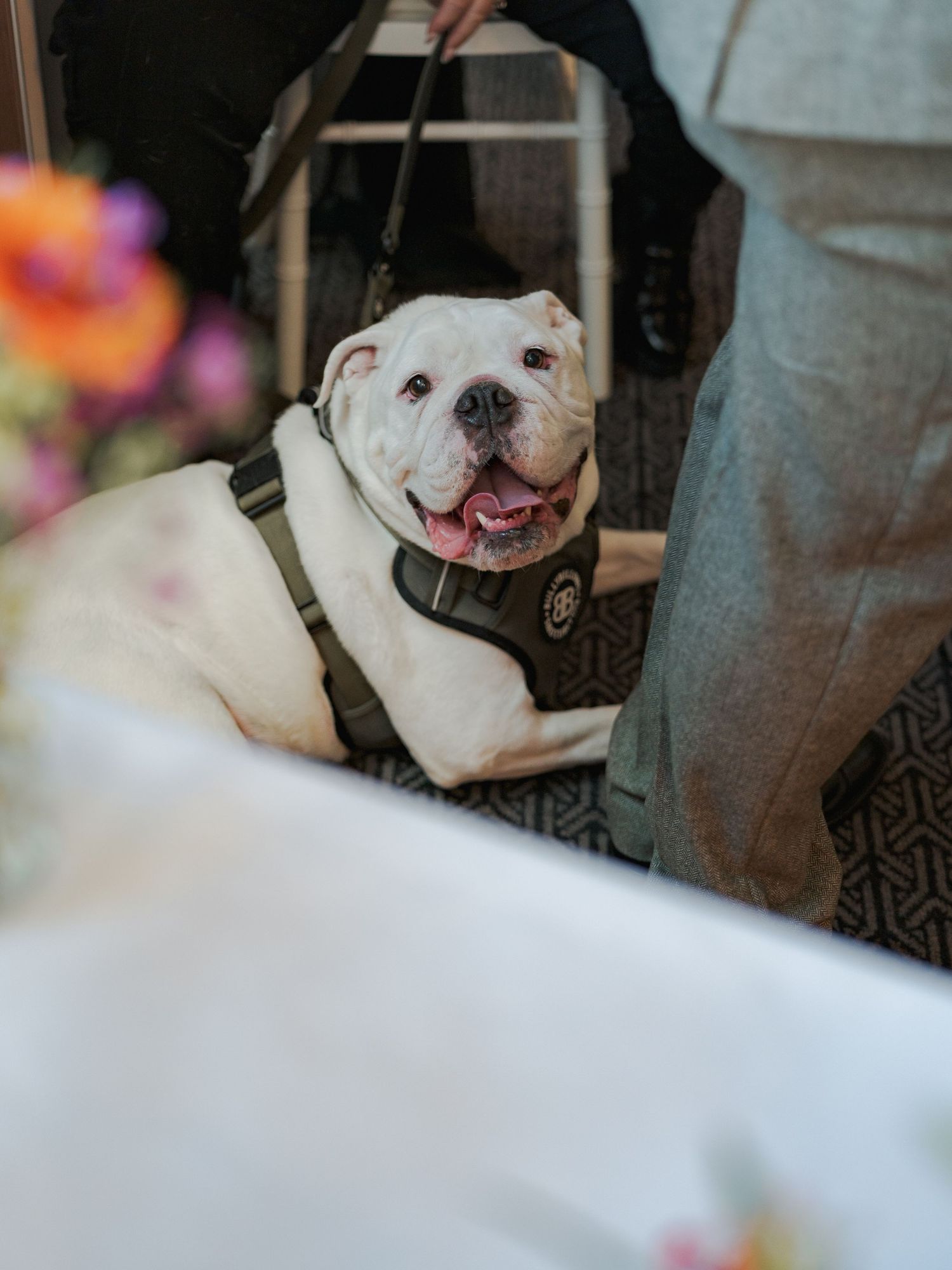 A happy white bulldog smiles at the camera with a joyful expression on its face.