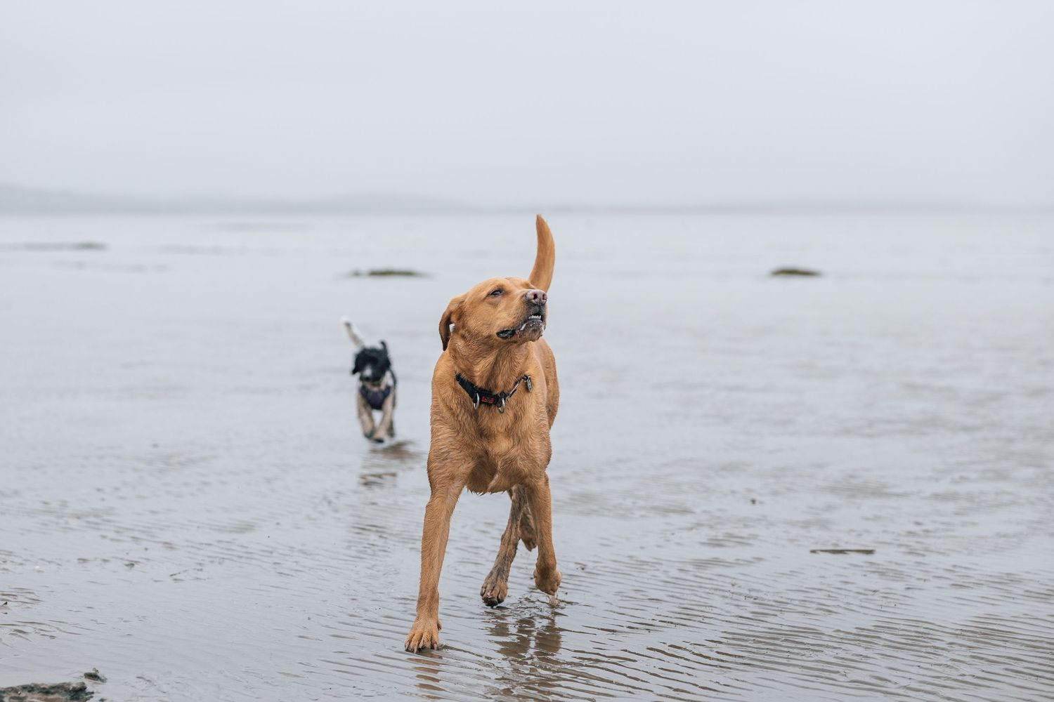 Two dogs playing and running through shallow water at a misty beach on an overcast day.
