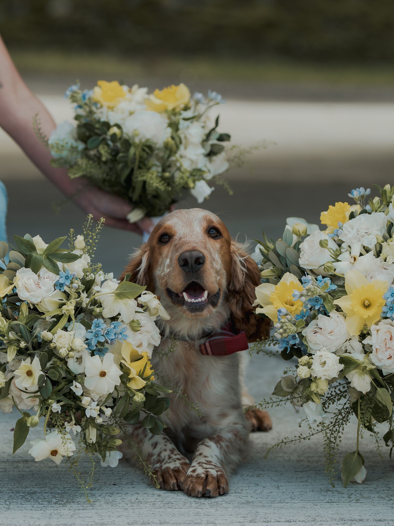 A happy golden Cocker Spaniel with a red collar sits surrounded by elegant yellow, white, and blue wedding bouquets.