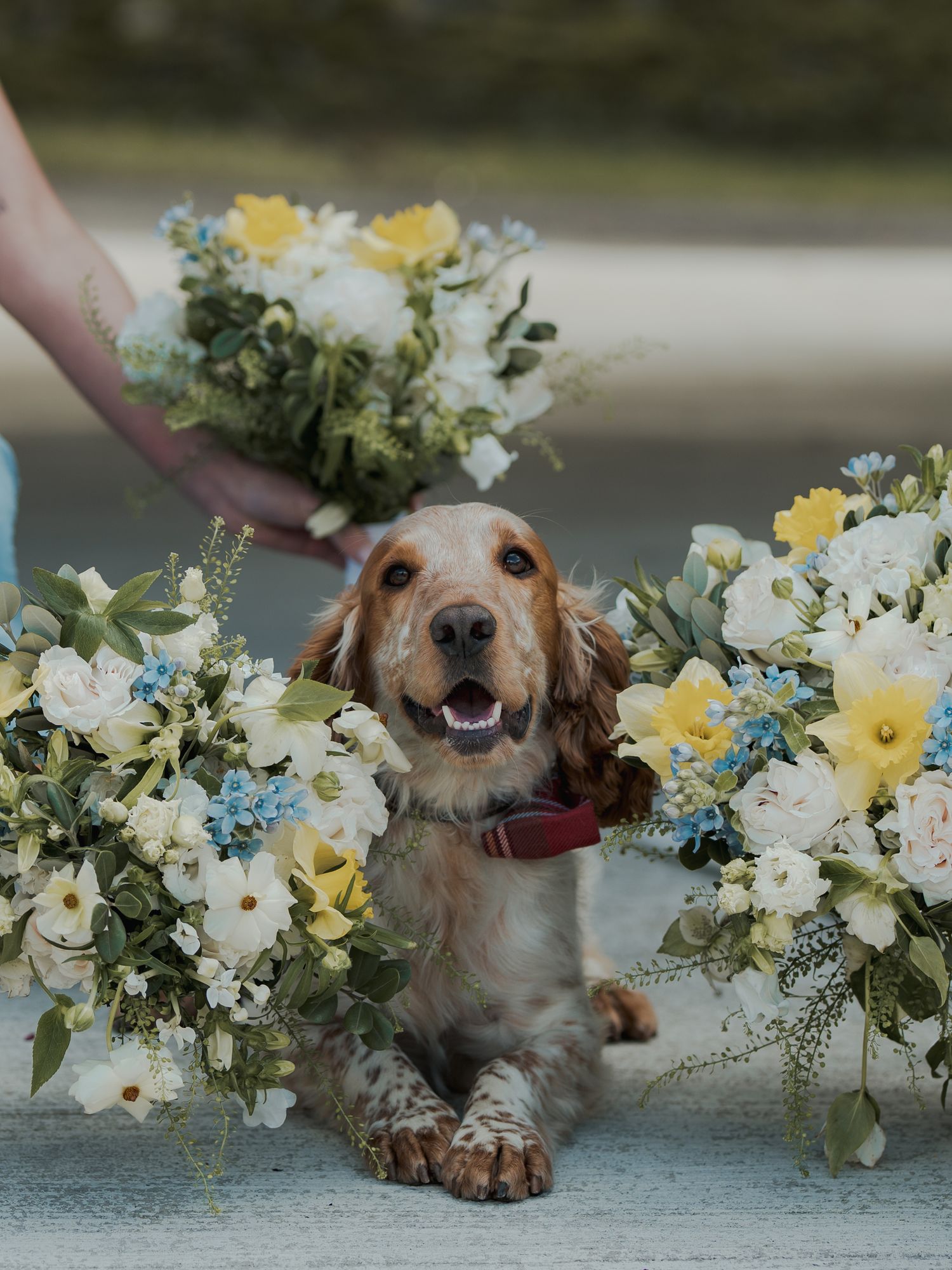 A happy golden cocker spaniel surrounded by elegant yellow and blue wedding bouquets wearing a red bow tie.