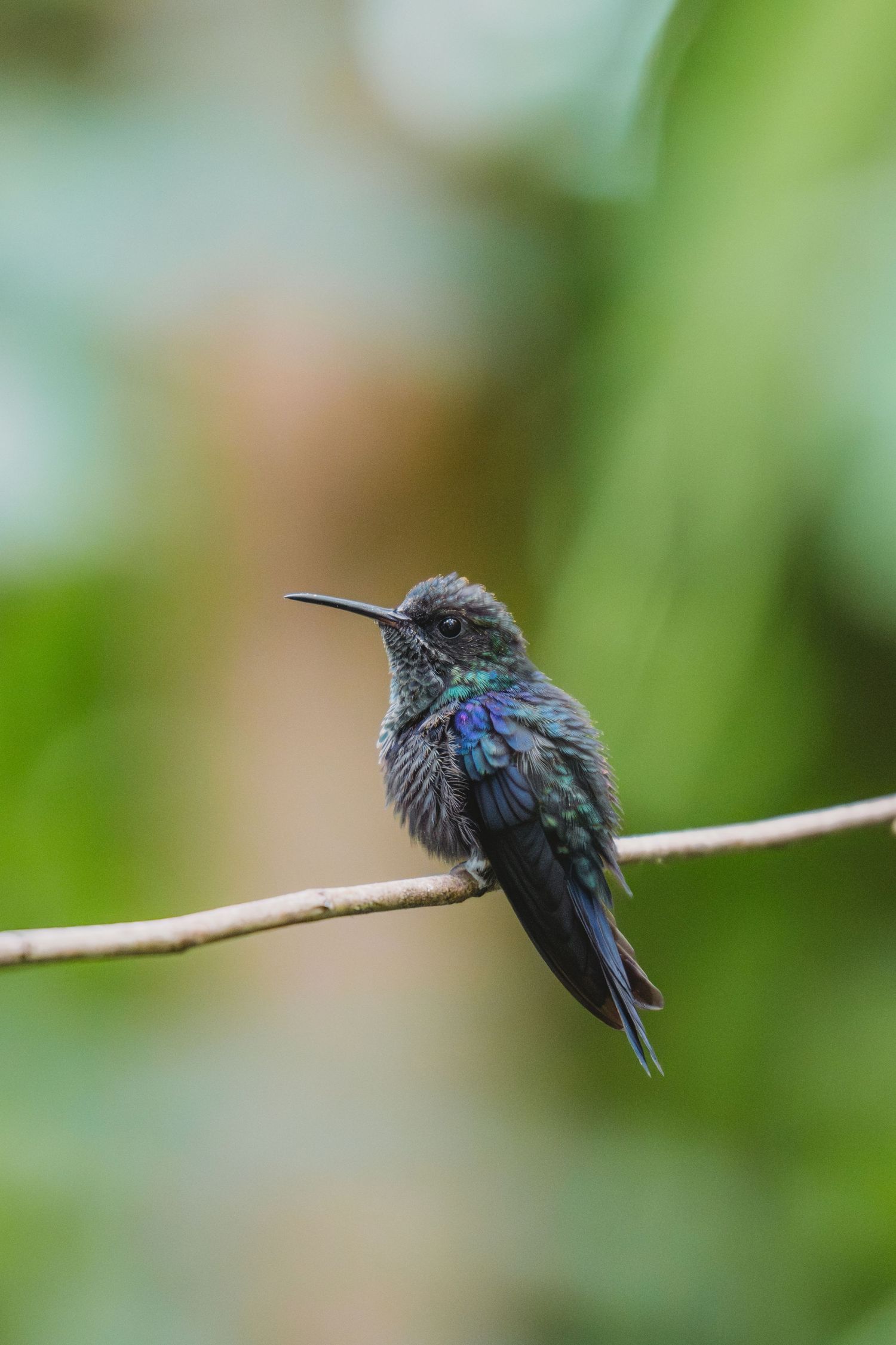 Iridescent hummingbird perched on a thin branch with vibrant blue-green plumage against a soft green bokeh background.