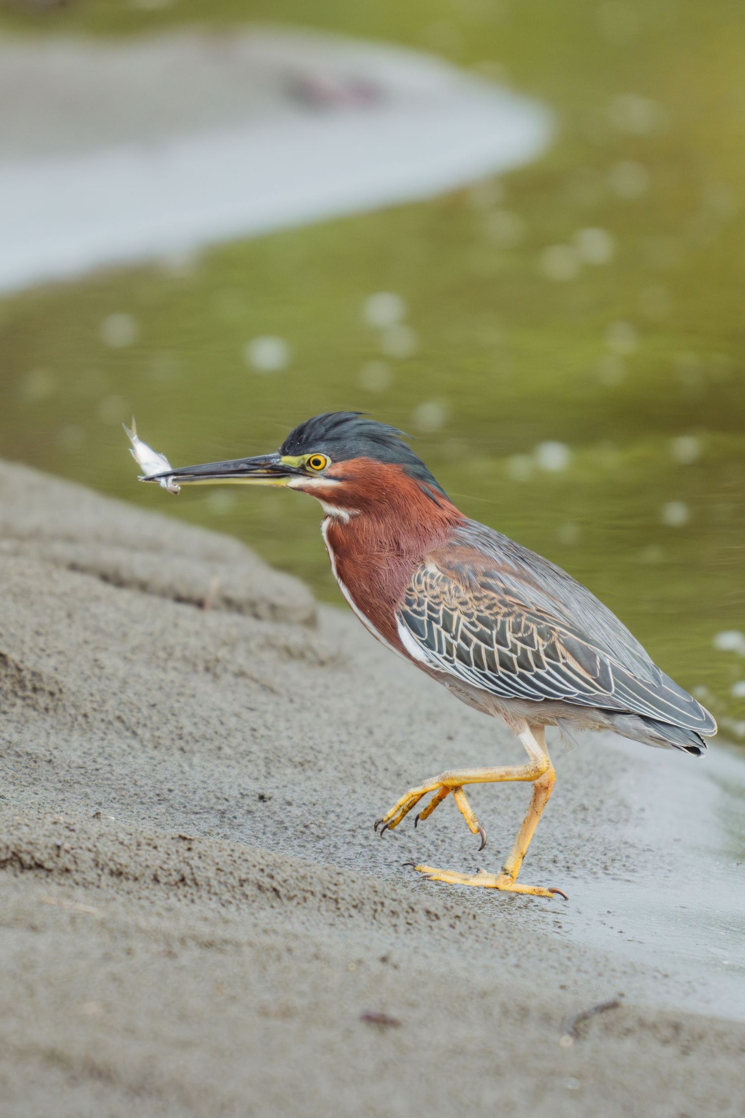 Green heron walking on sandy shore with small fish in its beak near shallow water.
