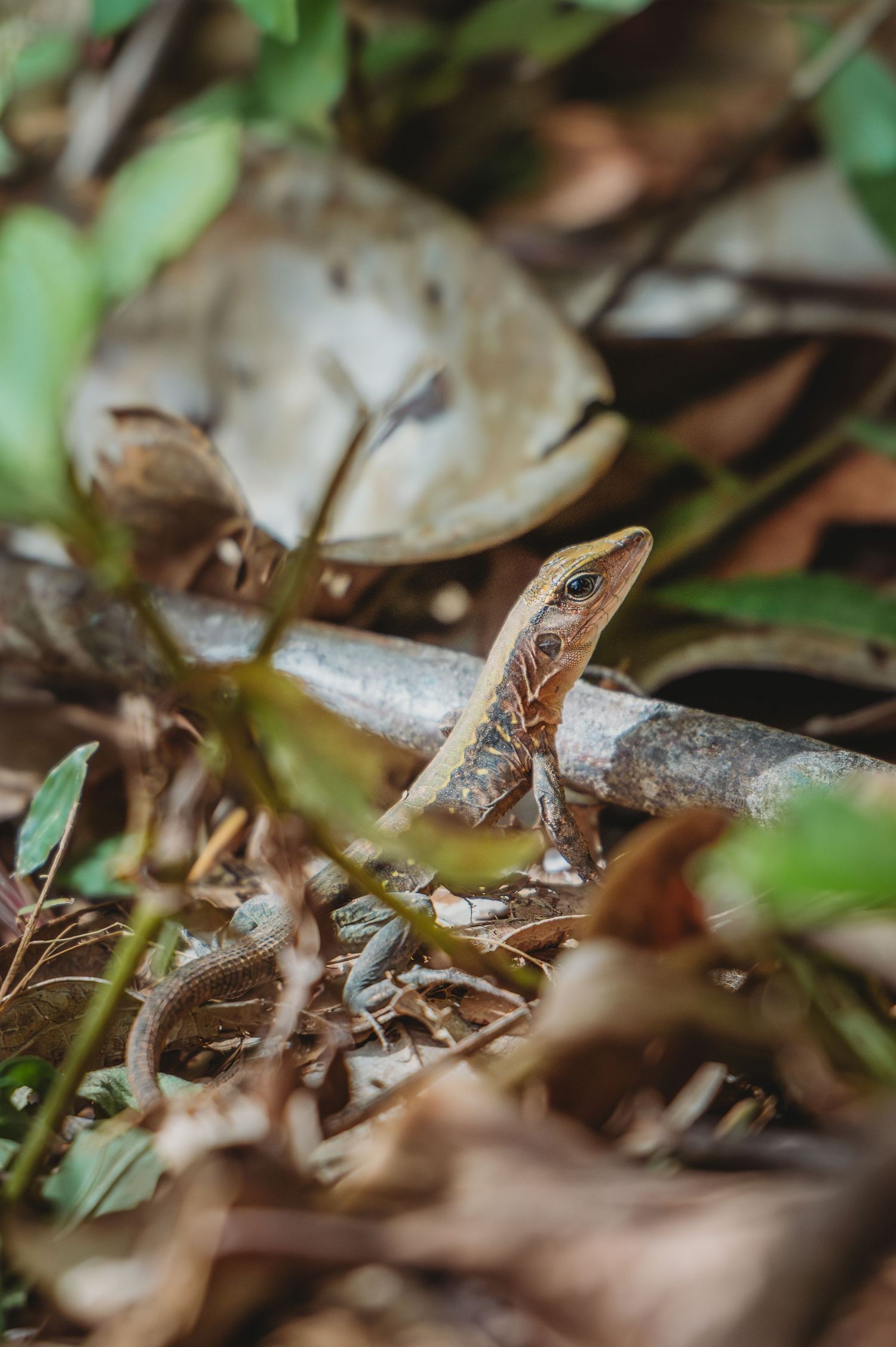 A small brown lizard perches alert among dry leaves and twigs on a forest floor, blending with its natural habitat.