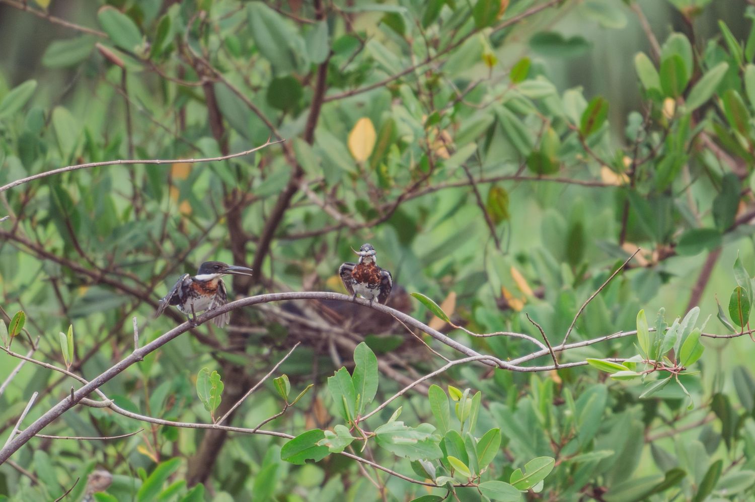Two small birds perched on bare branches surrounded by lush green foliage in a natural outdoor setting.