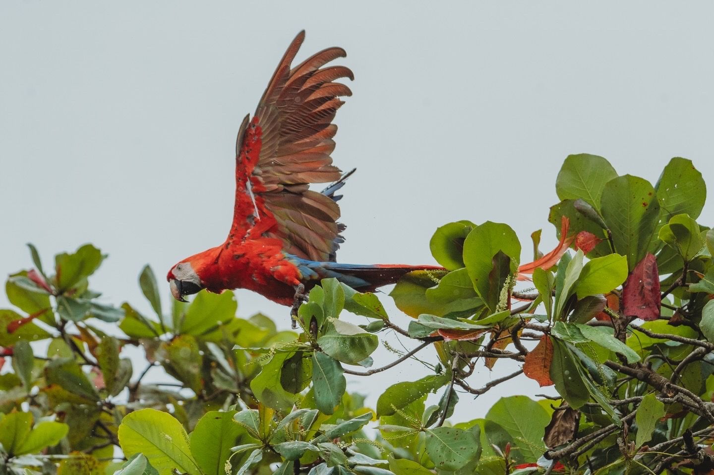 A vibrant scarlet macaw in flight above lush green tropical treetops against a pale sky.
